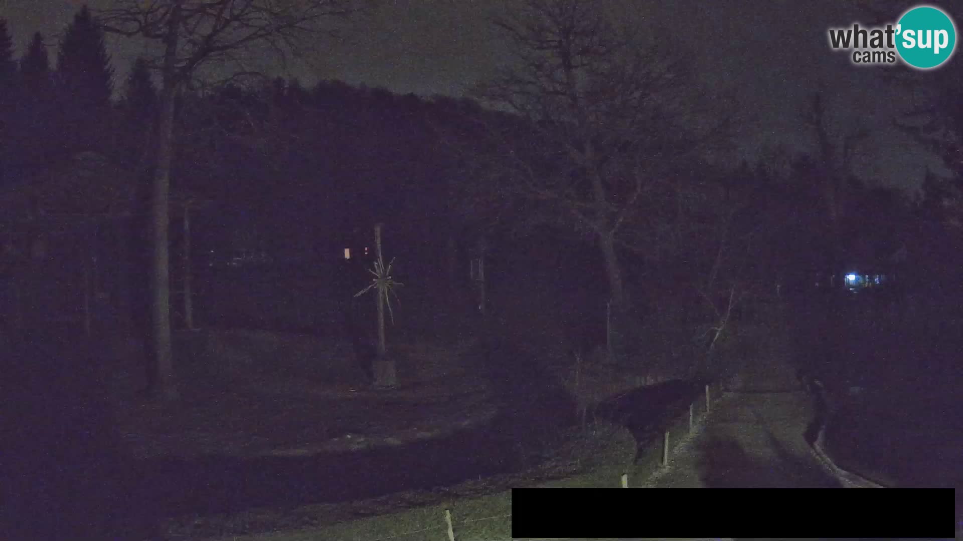 Webcam Zoo Ljubljana – Giraffes