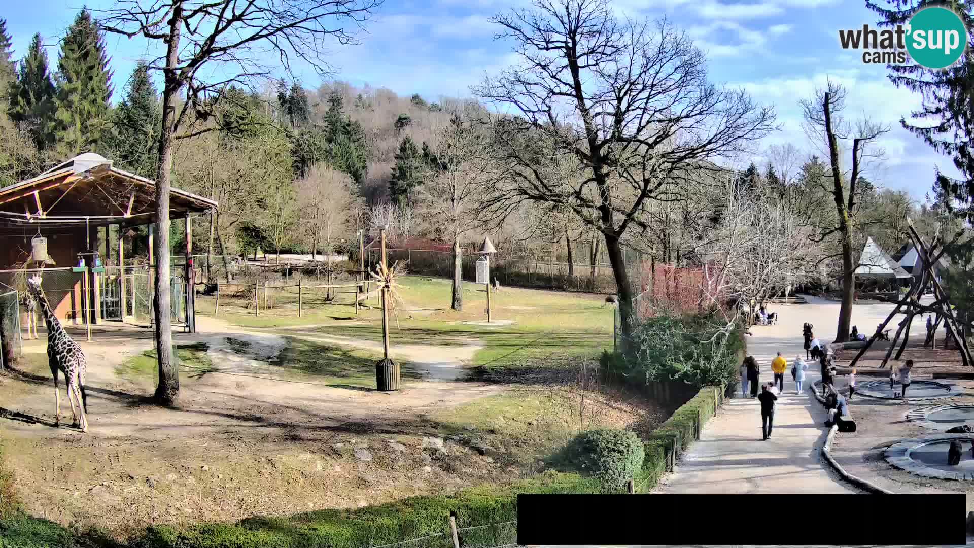 Webcam Zoo Ljubljana – Giraffes