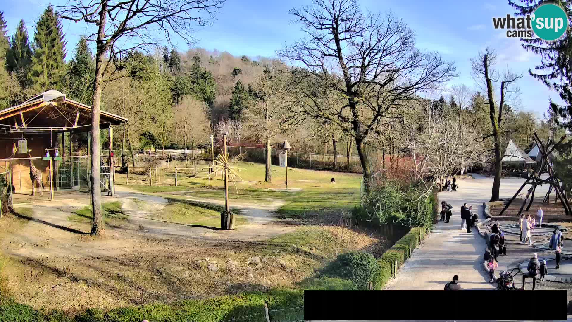 Webcam Zoo Ljubljana – Giraffes