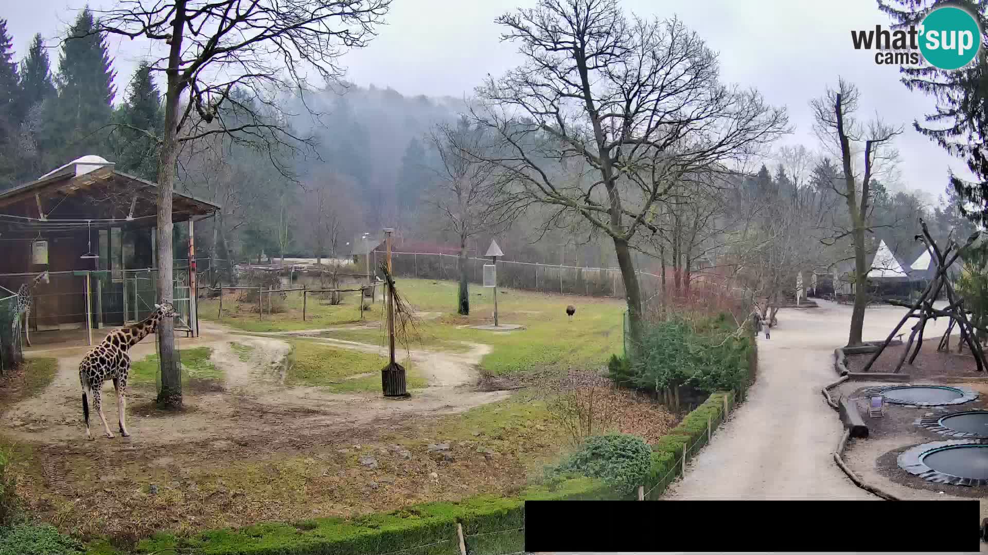 Webcam Zoo Ljubljana – Giraffen