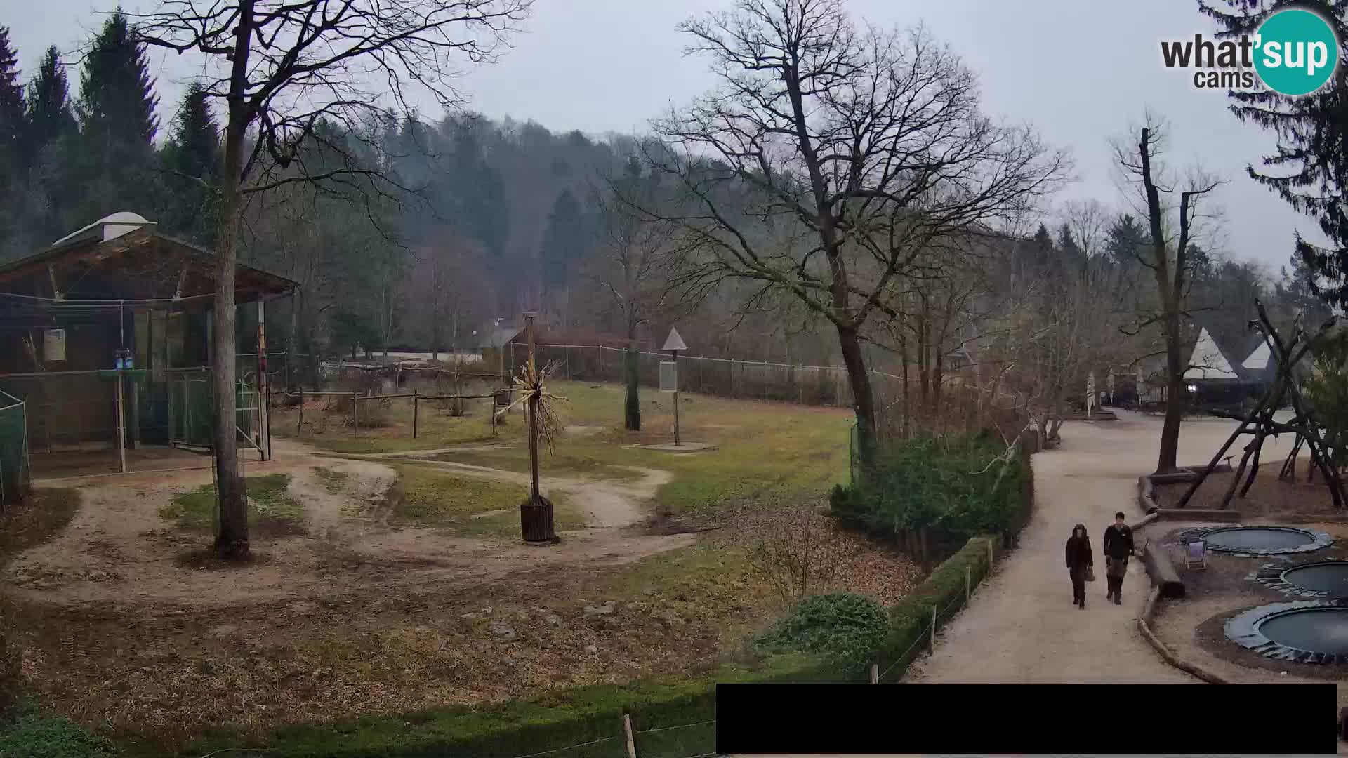 Webcam Zoo Ljubljana – Giraffen