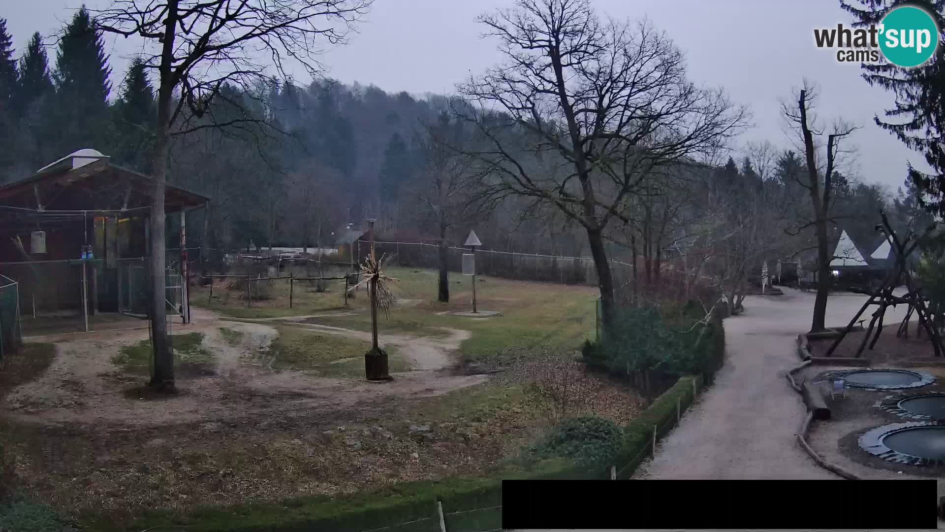 Webcam Zoo Ljubljana – Giraffes