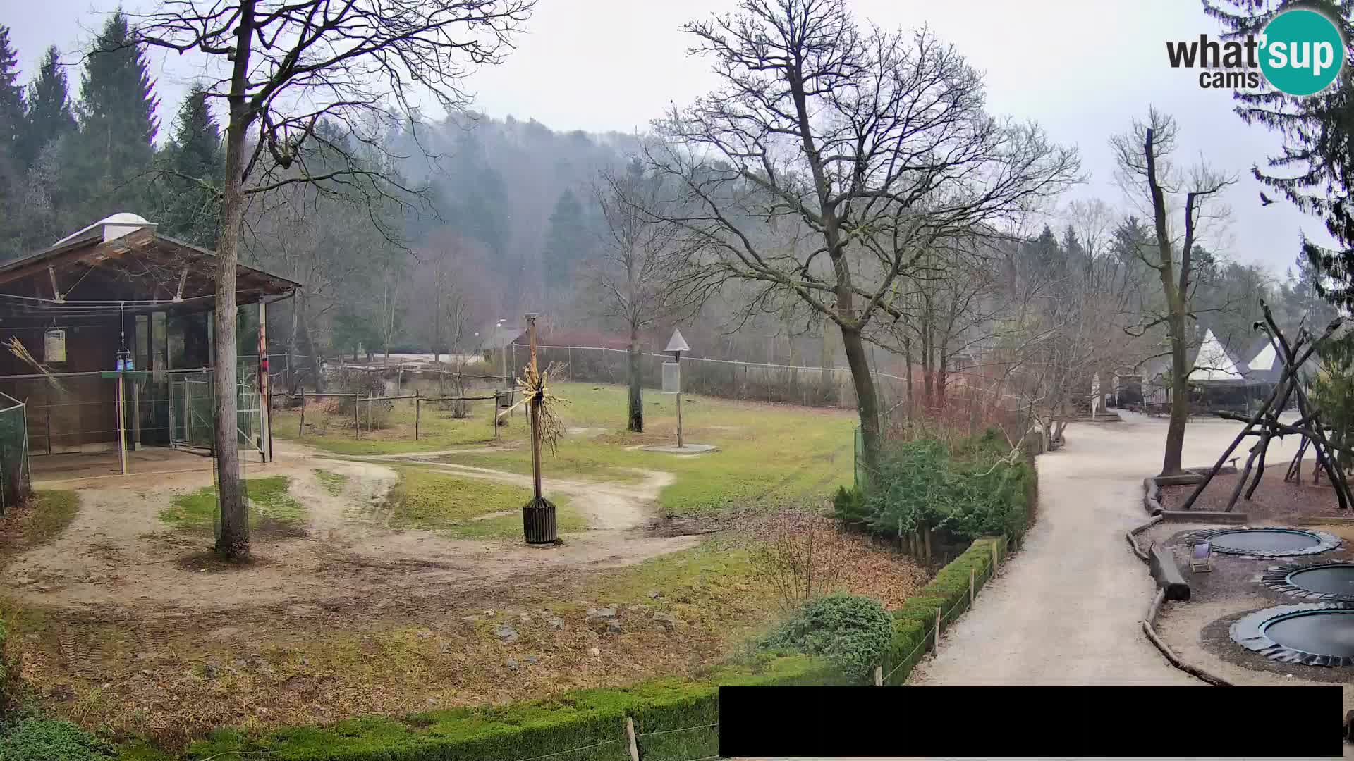 Webcam Zoo Ljubljana – Giraffen