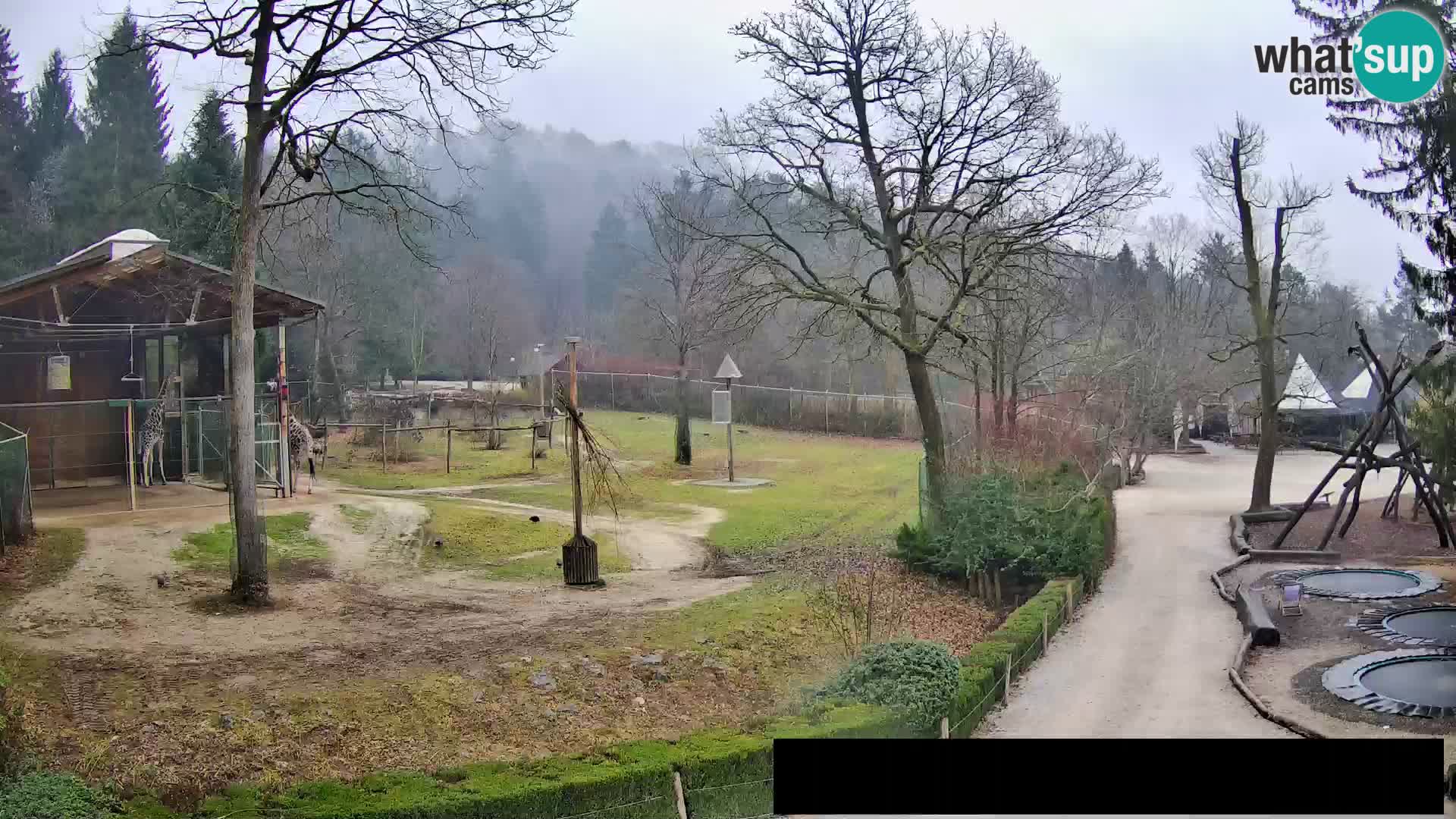 Webcam Zoo Ljubljana – Giraffes