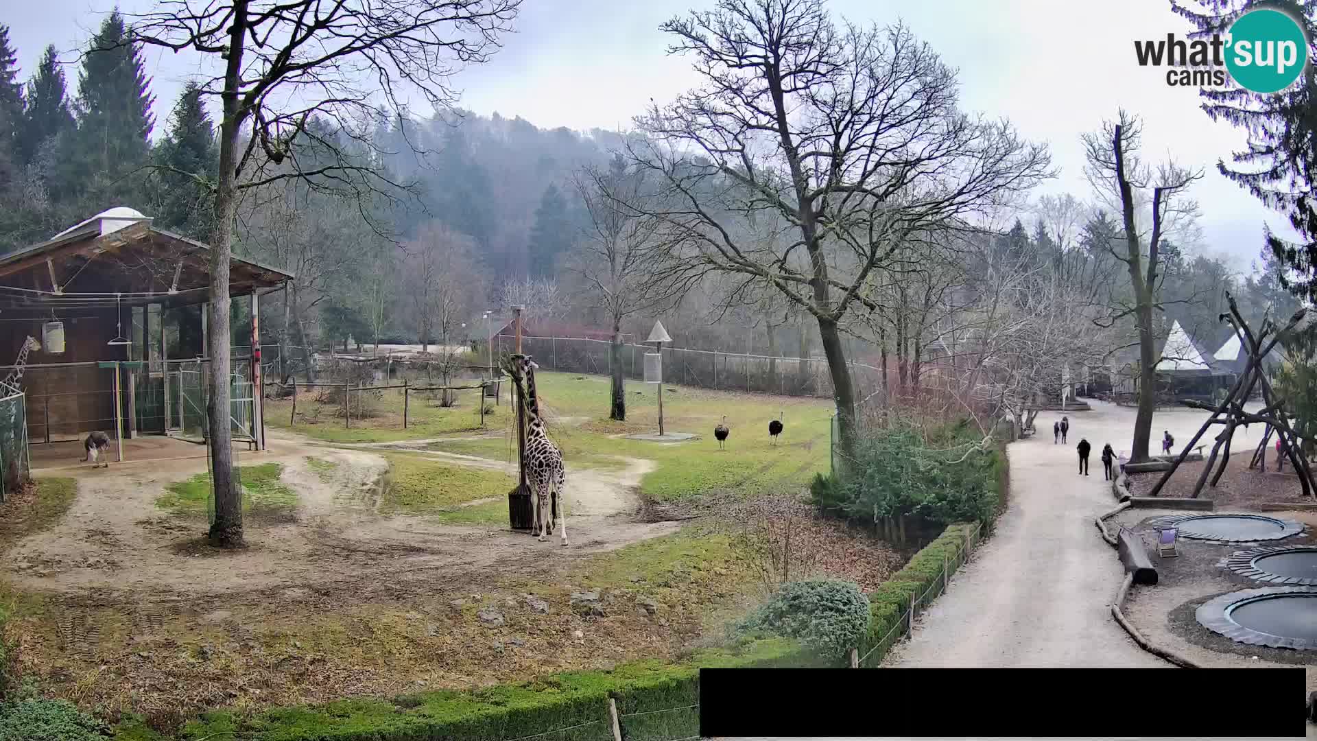 Webcam Zoo Ljubljana – Jirafas