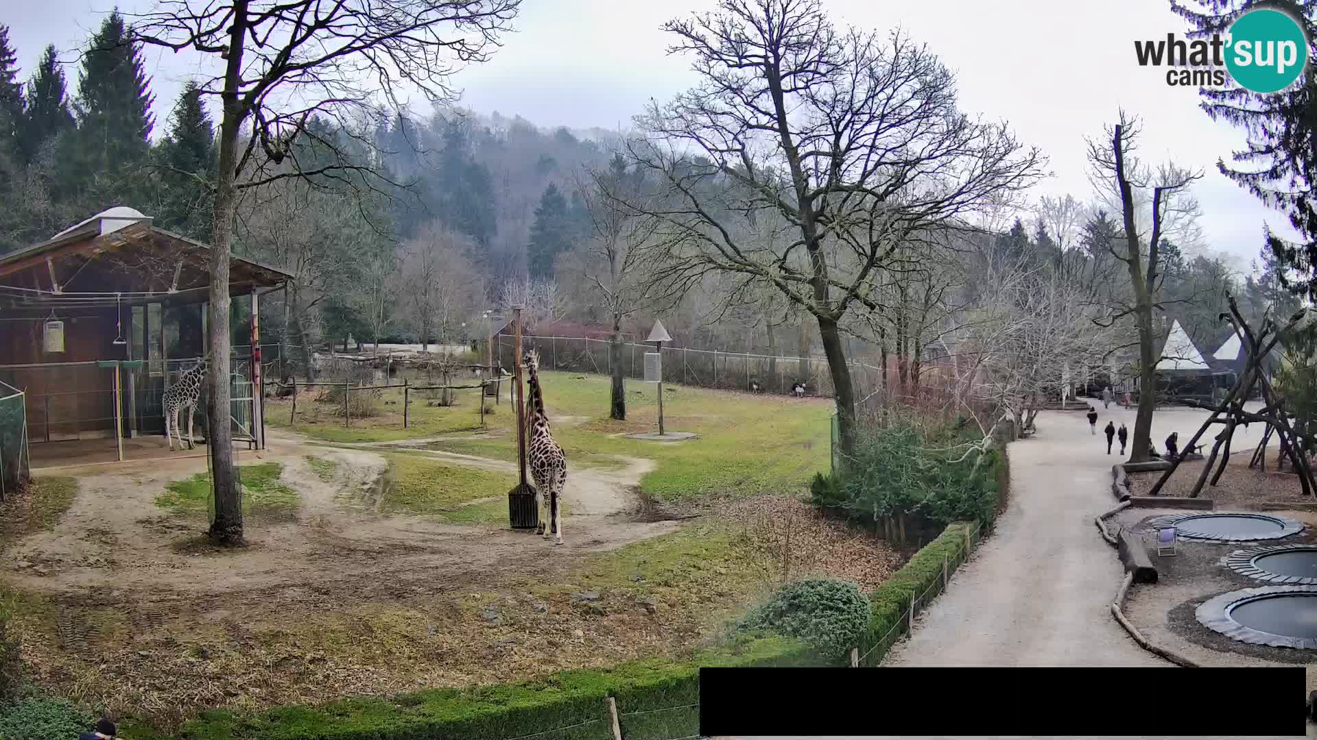 Webcam Zoo Ljubljana – Giraffes