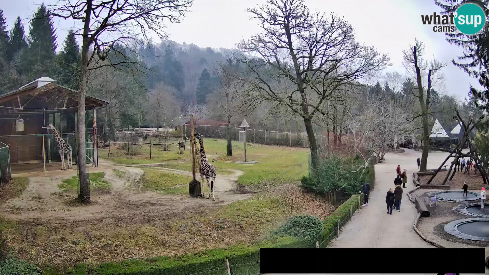 Webcam Zoo Ljubljana – Giraffen