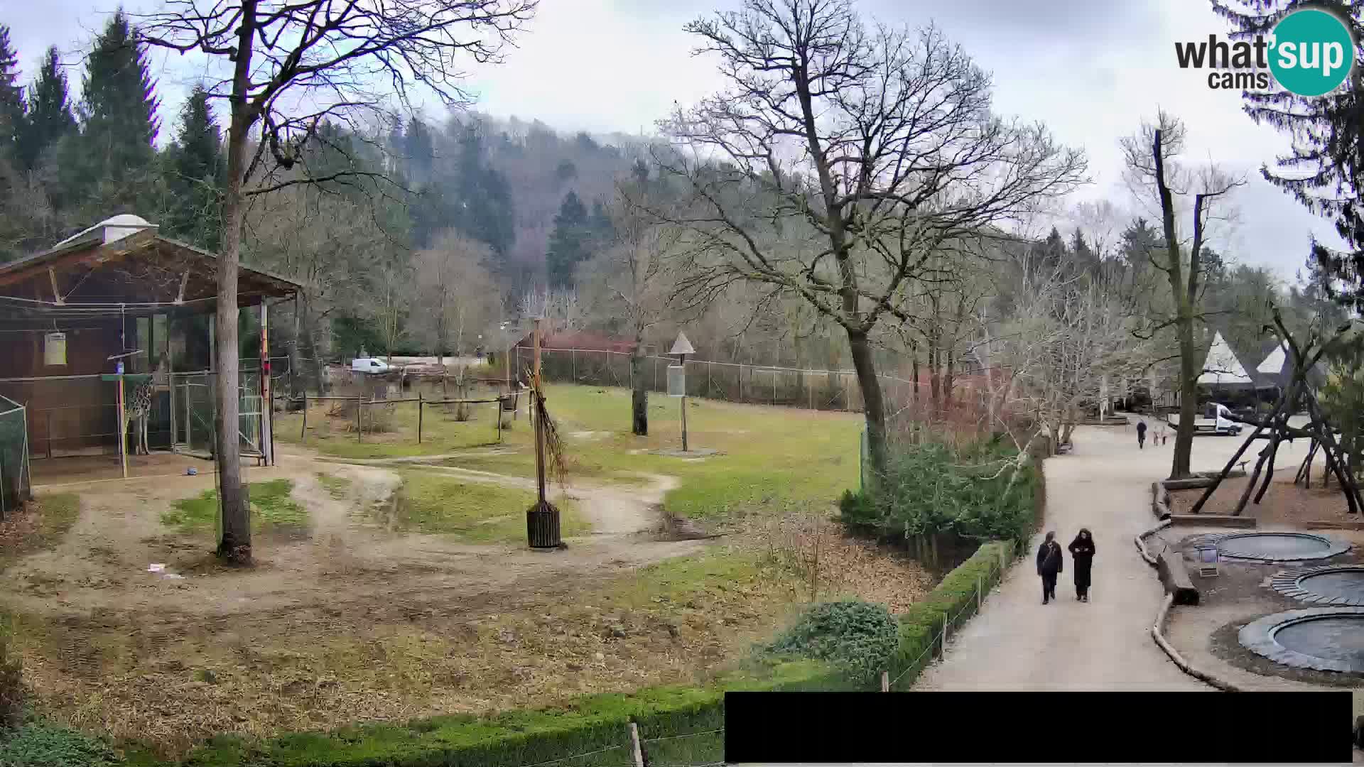 Webcam Zoo Ljubljana – Giraffen