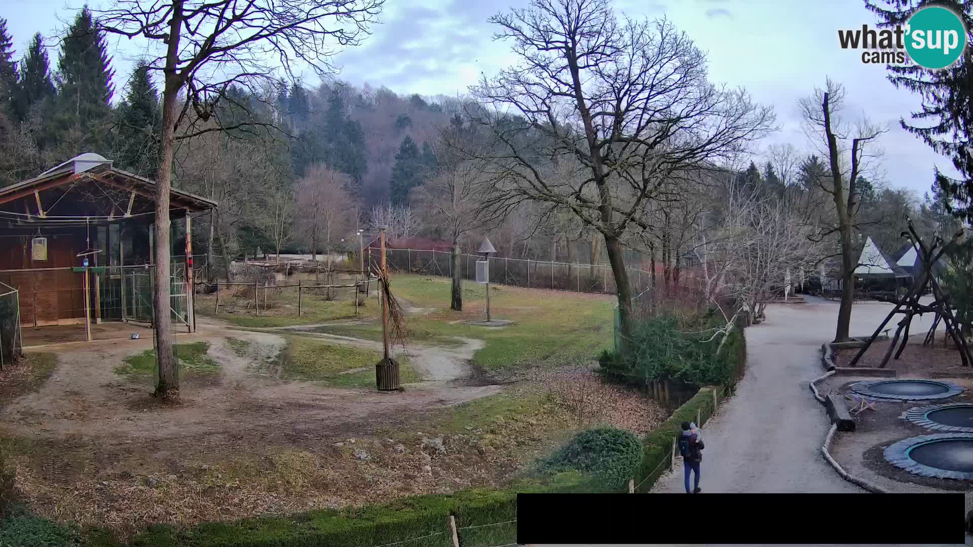 Webcam Zoo Ljubljana – Giraffen