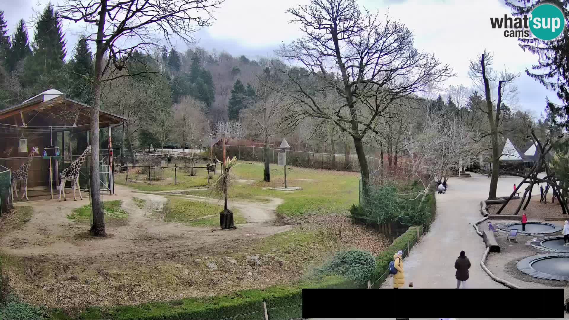 Webcam Zoo Ljubljana – Giraffes