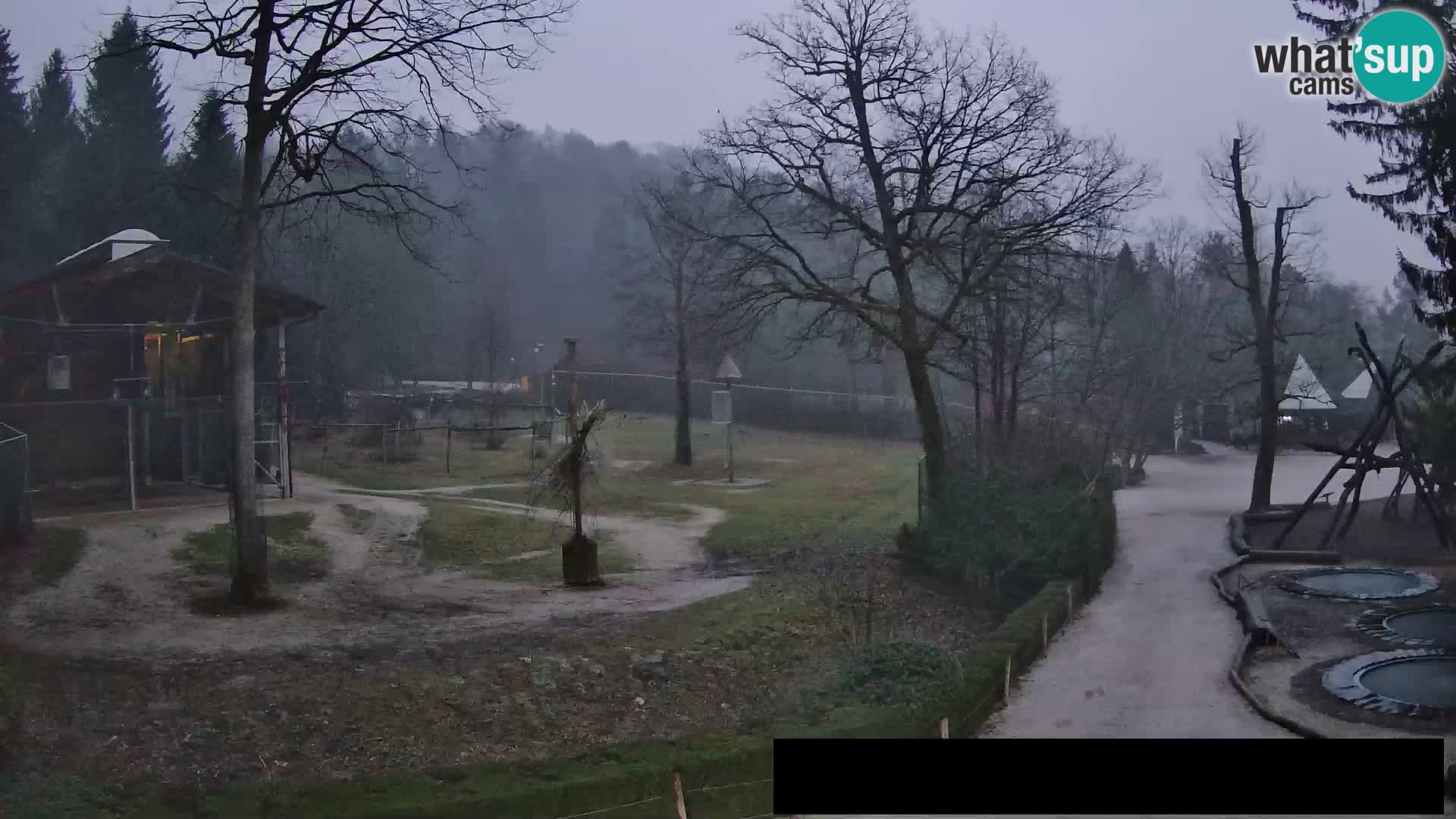 Webcam Zoo Ljubljana – Giraffes