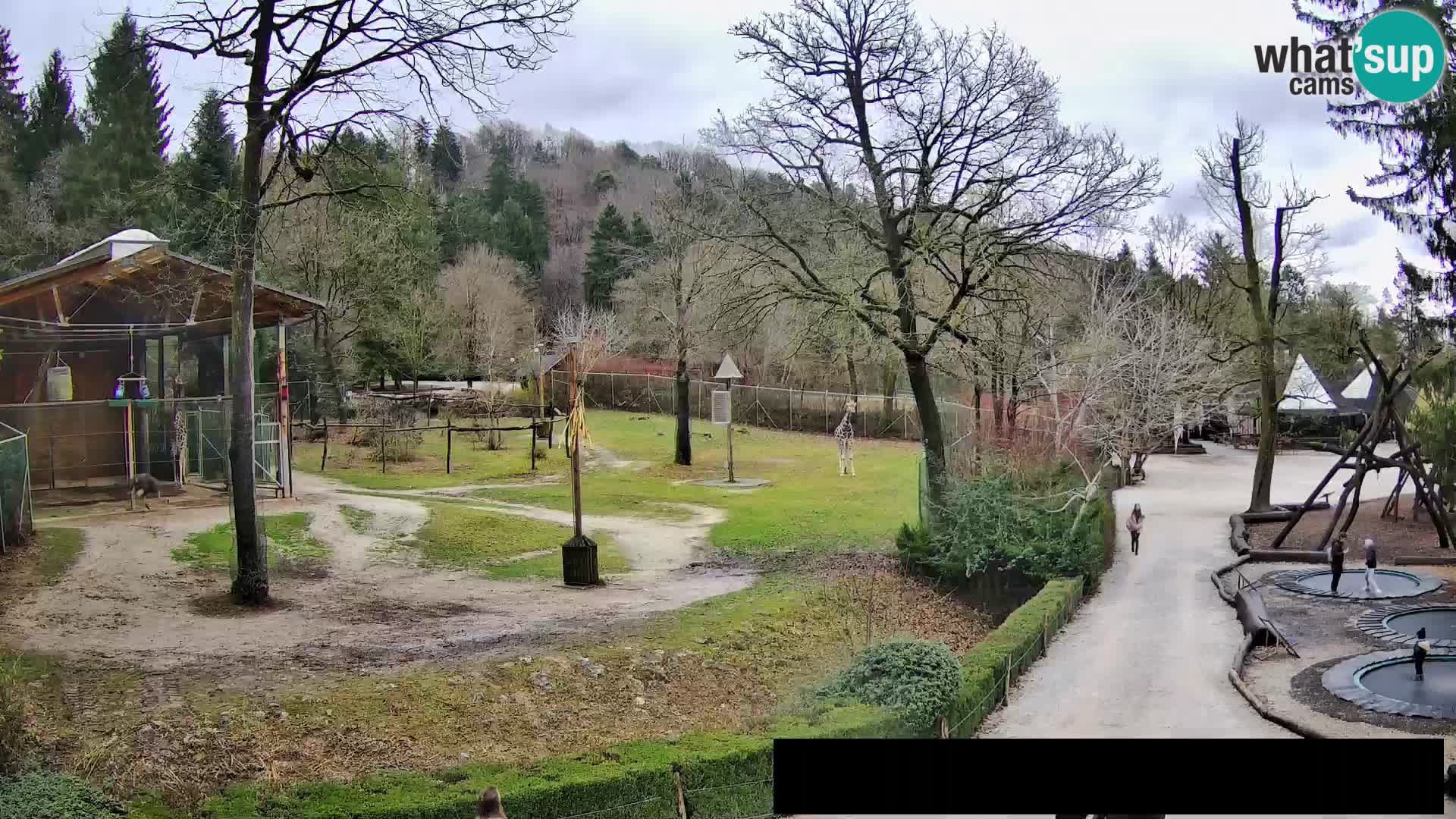 Webcam Zoo Ljubljana – Giraffes