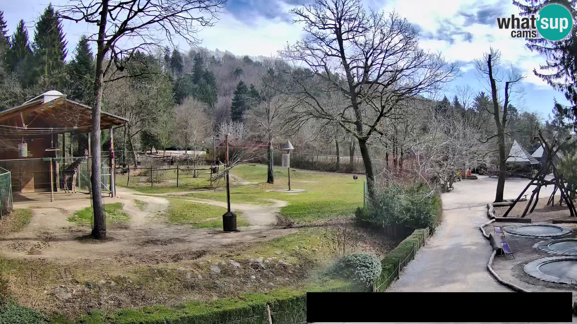 Webcam Zoo Ljubljana – Giraffes