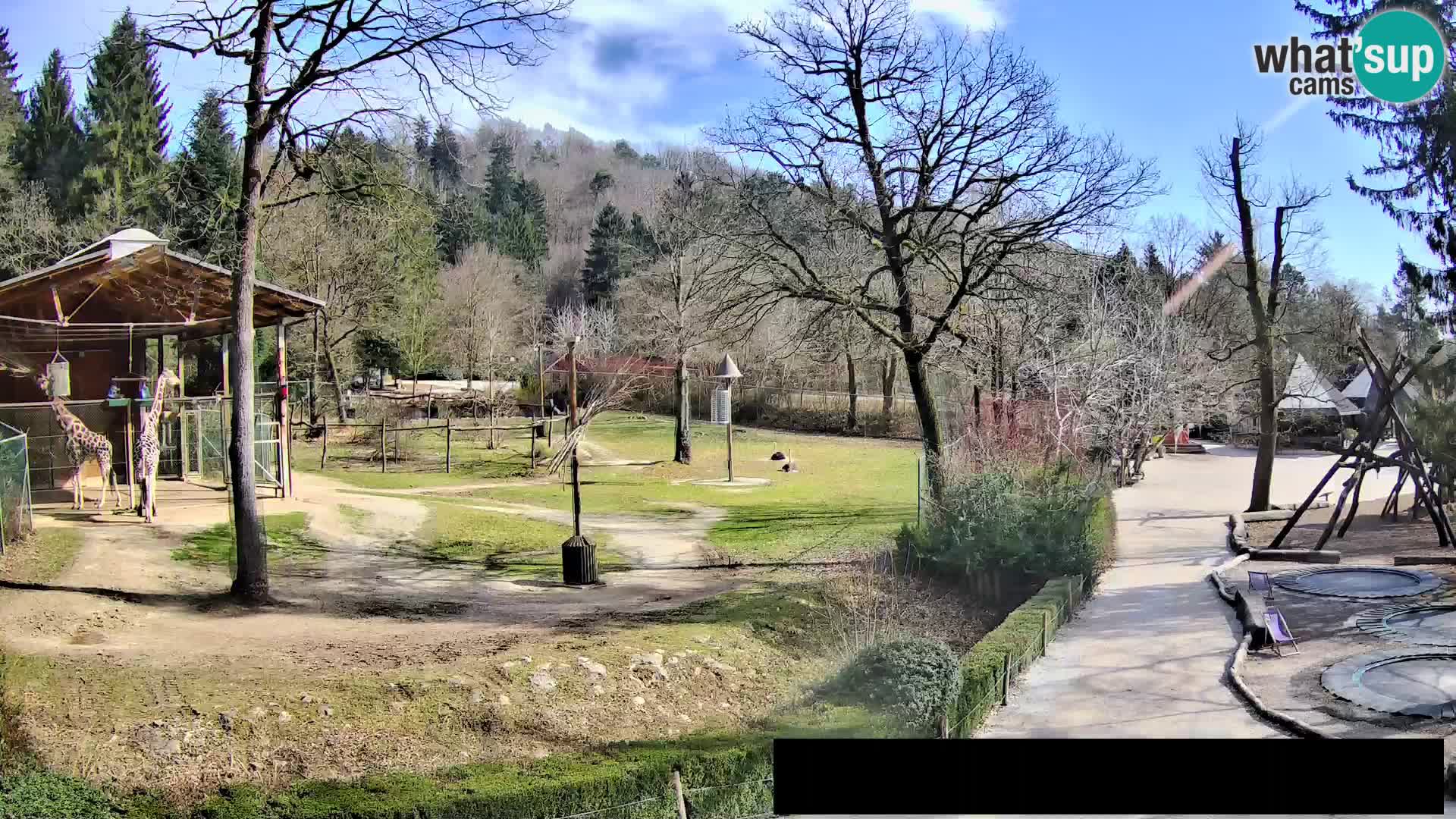 Webcam Zoo Ljubljana – Giraffes