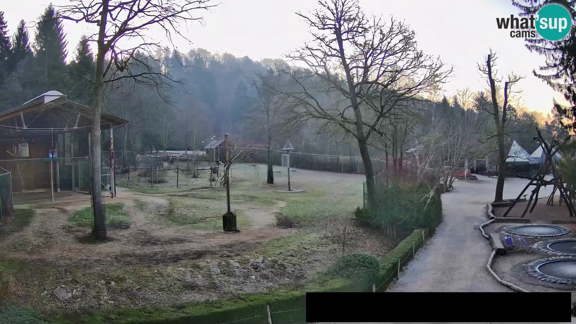 Webcam live Zoo Lubiana – Giraffe