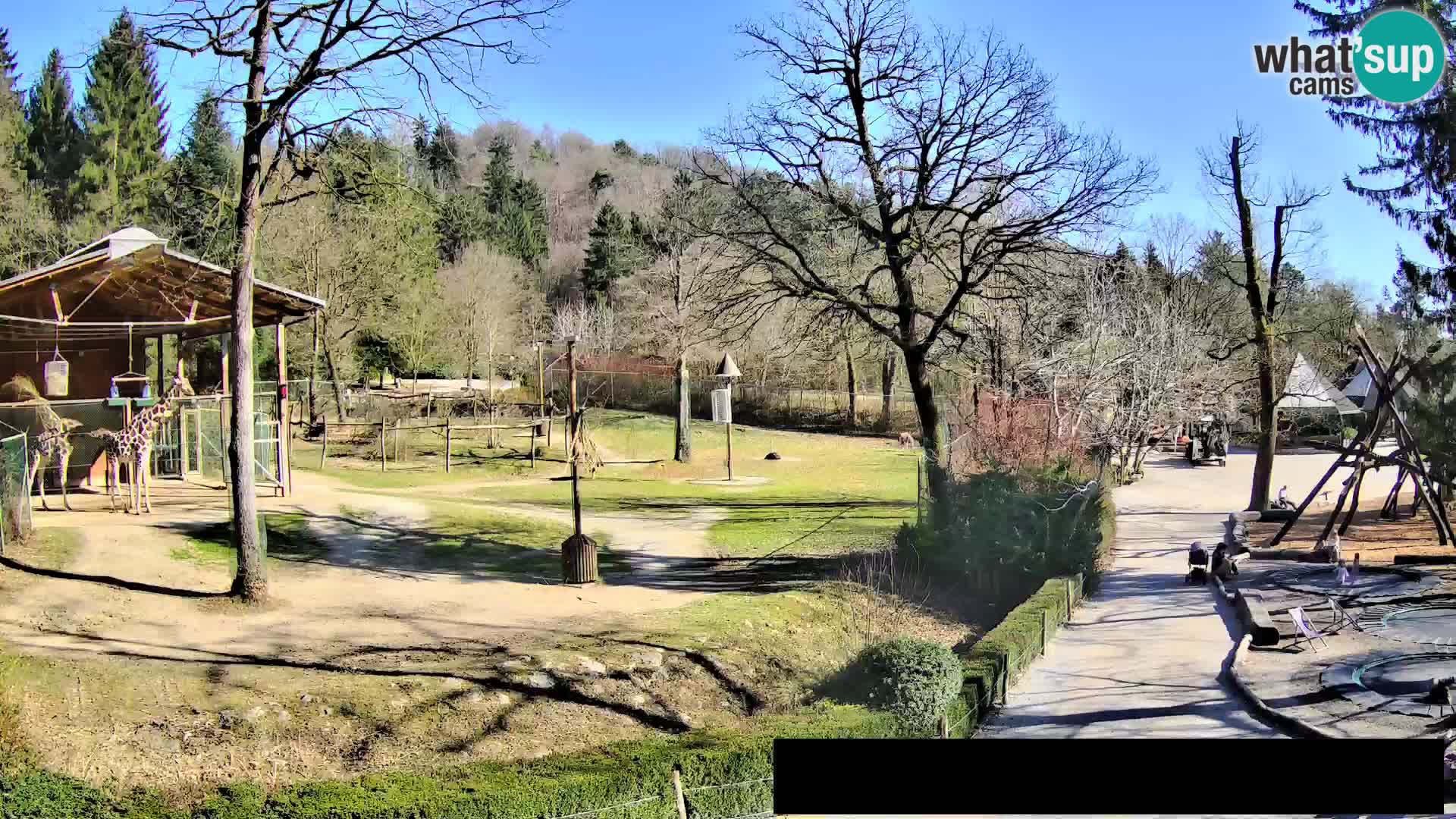 Webcam Zoo Ljubljana – Giraffes