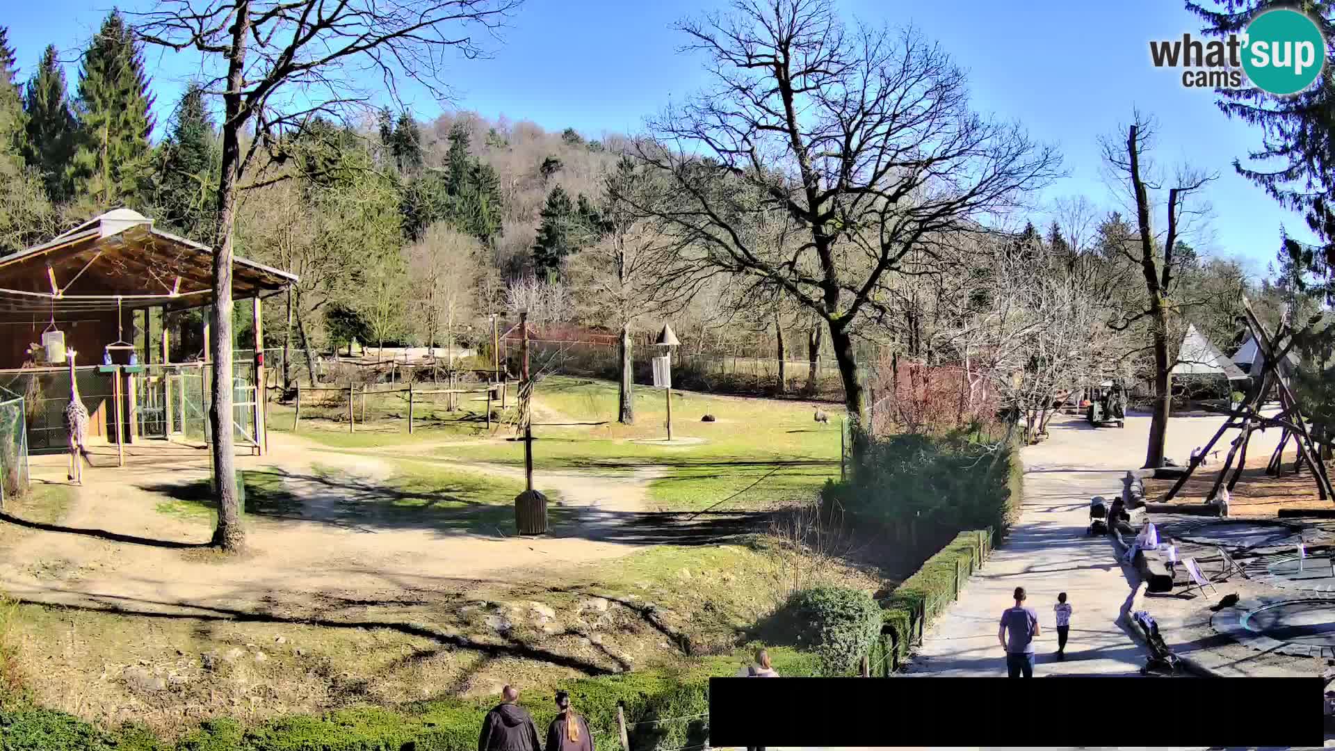 Webcam Zoo Ljubljana – Giraffes