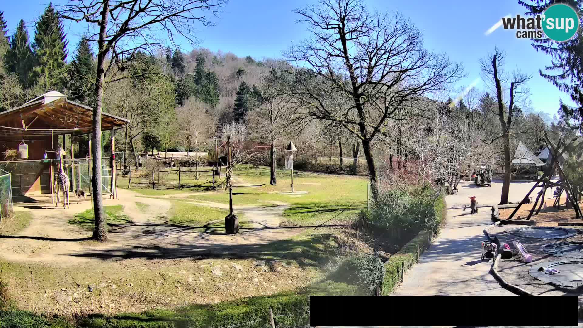 Webcam Zoo Ljubljana – Giraffes