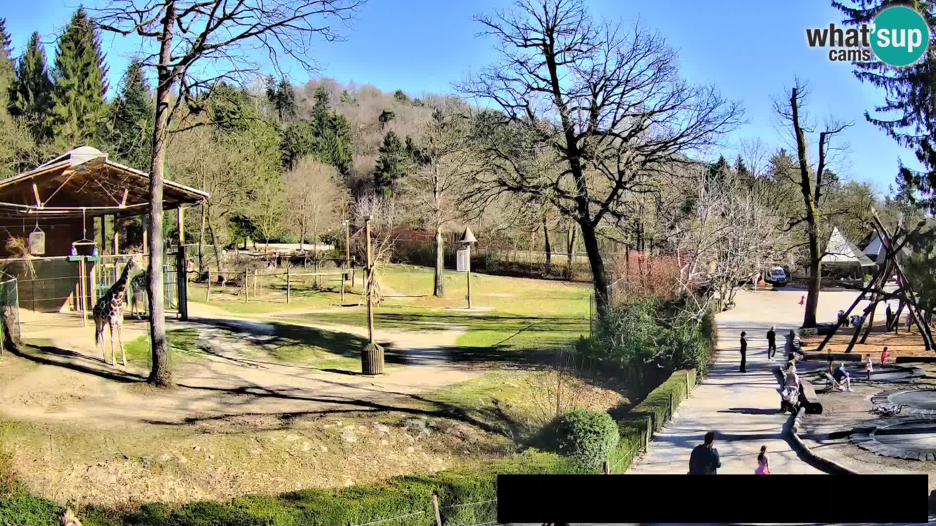 Webcam Zoo Ljubljana – Giraffes