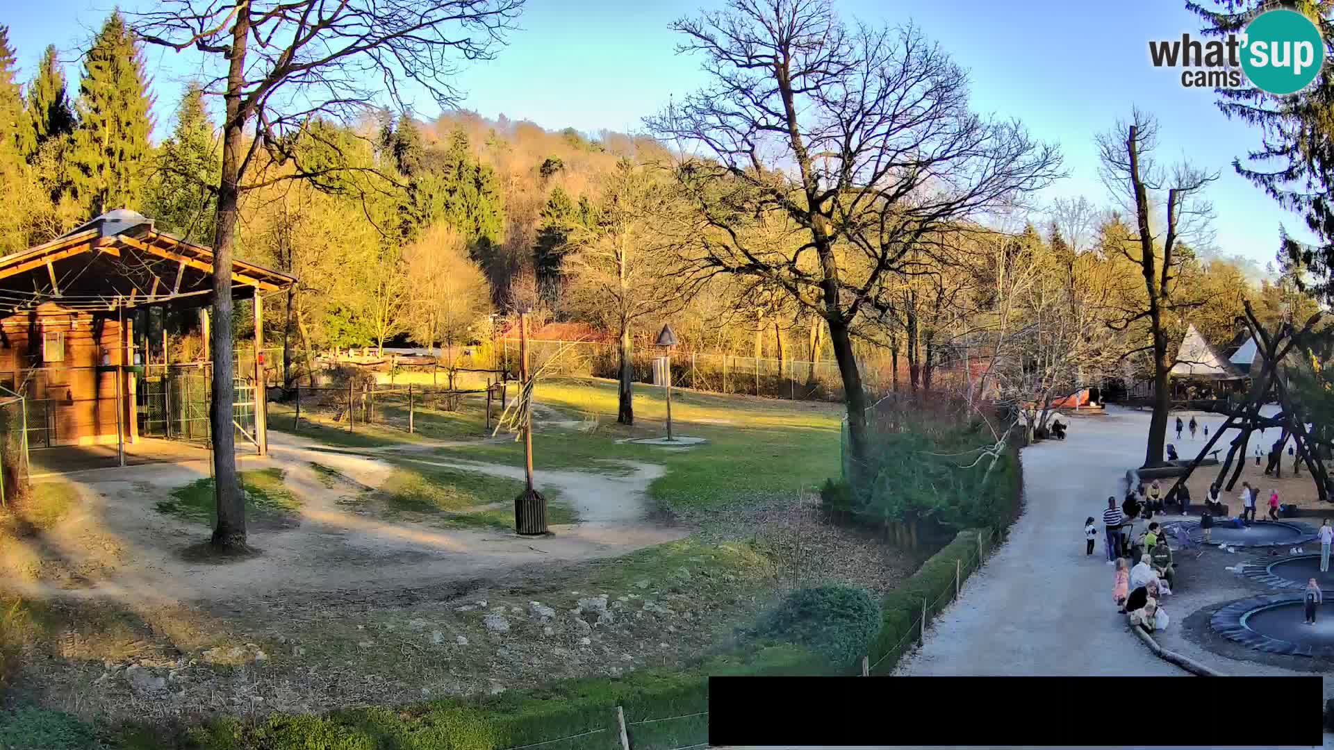 Webcam Zoo Ljubljana – Giraffes