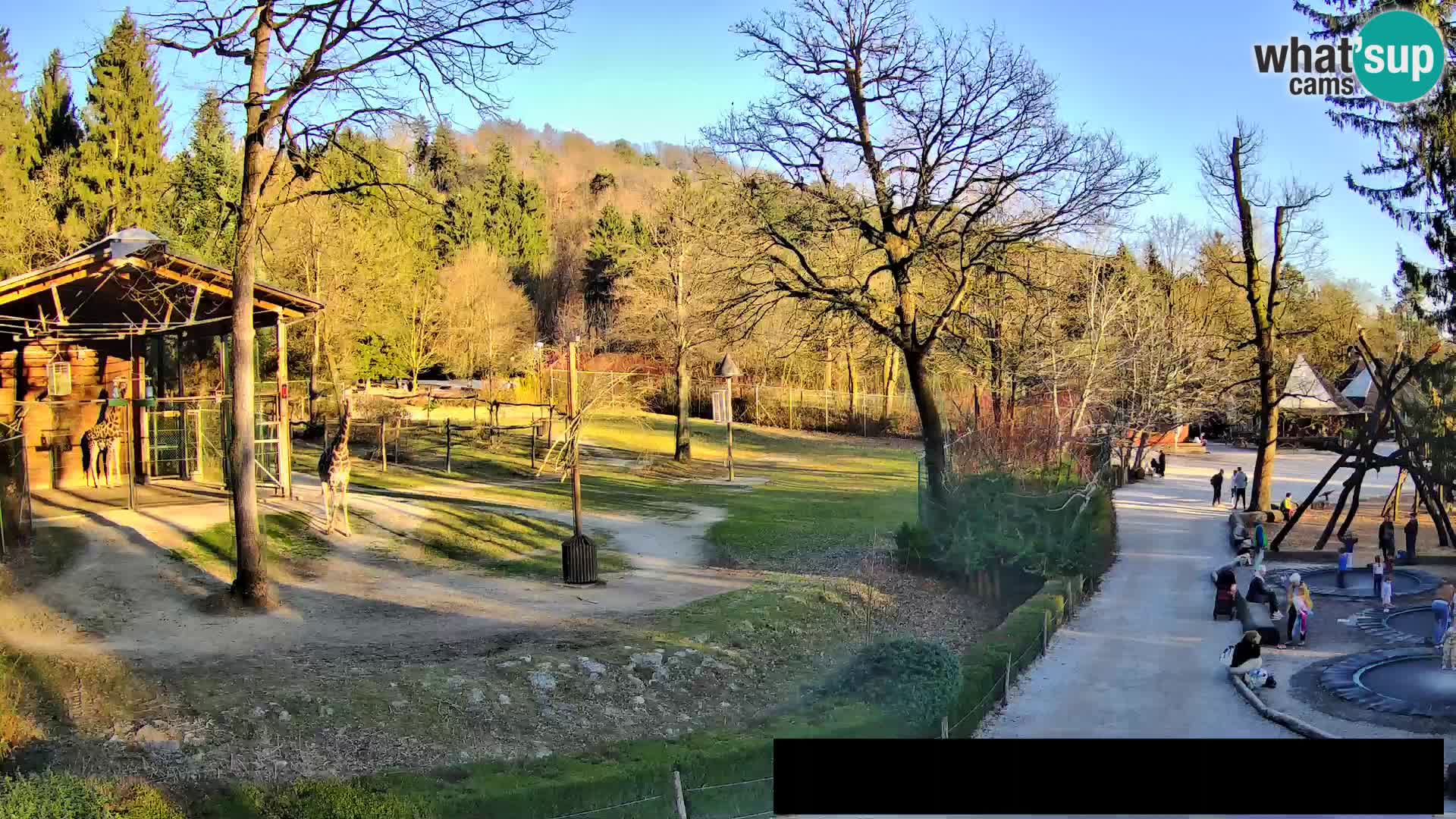 Webcam Zoo Ljubljana – Giraffes