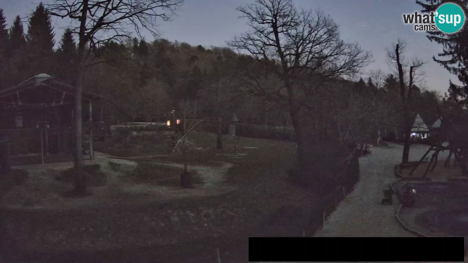 Webcam Zoo Ljubljana – Giraffes