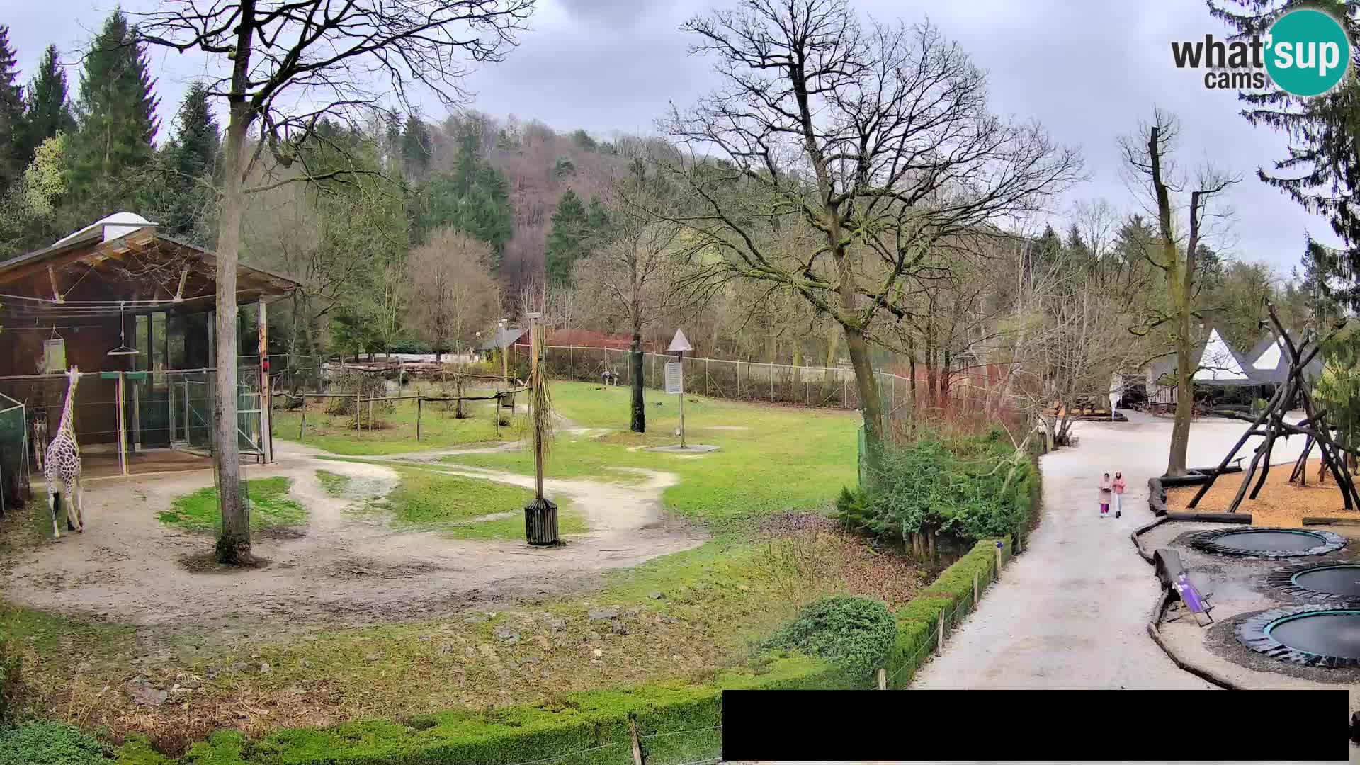 Webcam Zoo Ljubljana – Giraffes