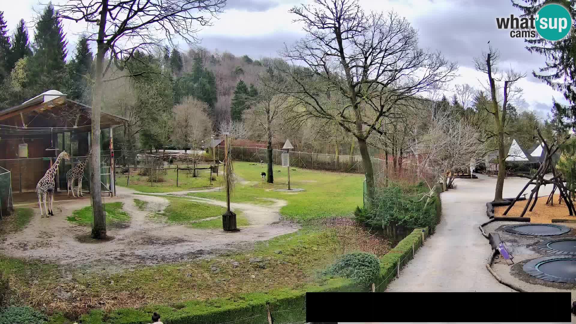 Webcam Zoo Ljubljana – Giraffes