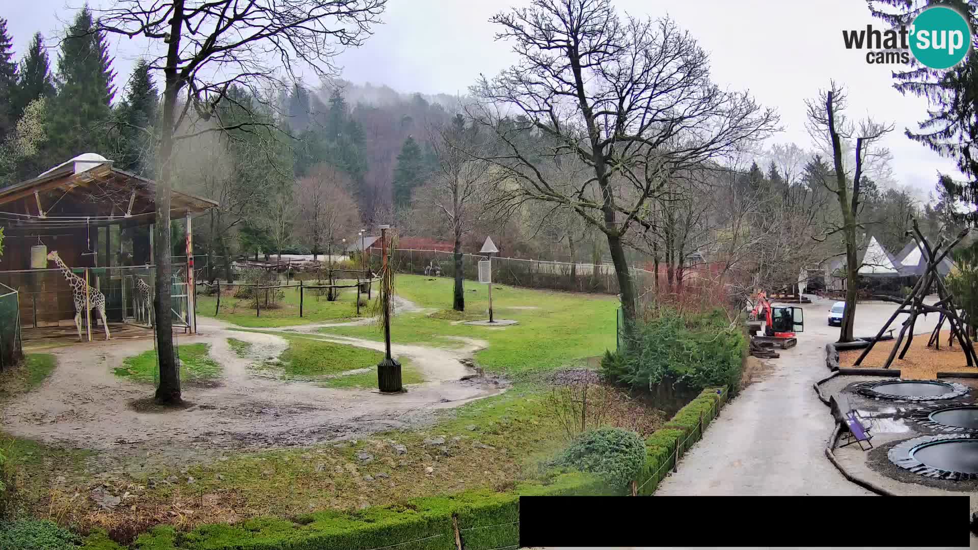 Webcam Zoo Ljubljana – Giraffes