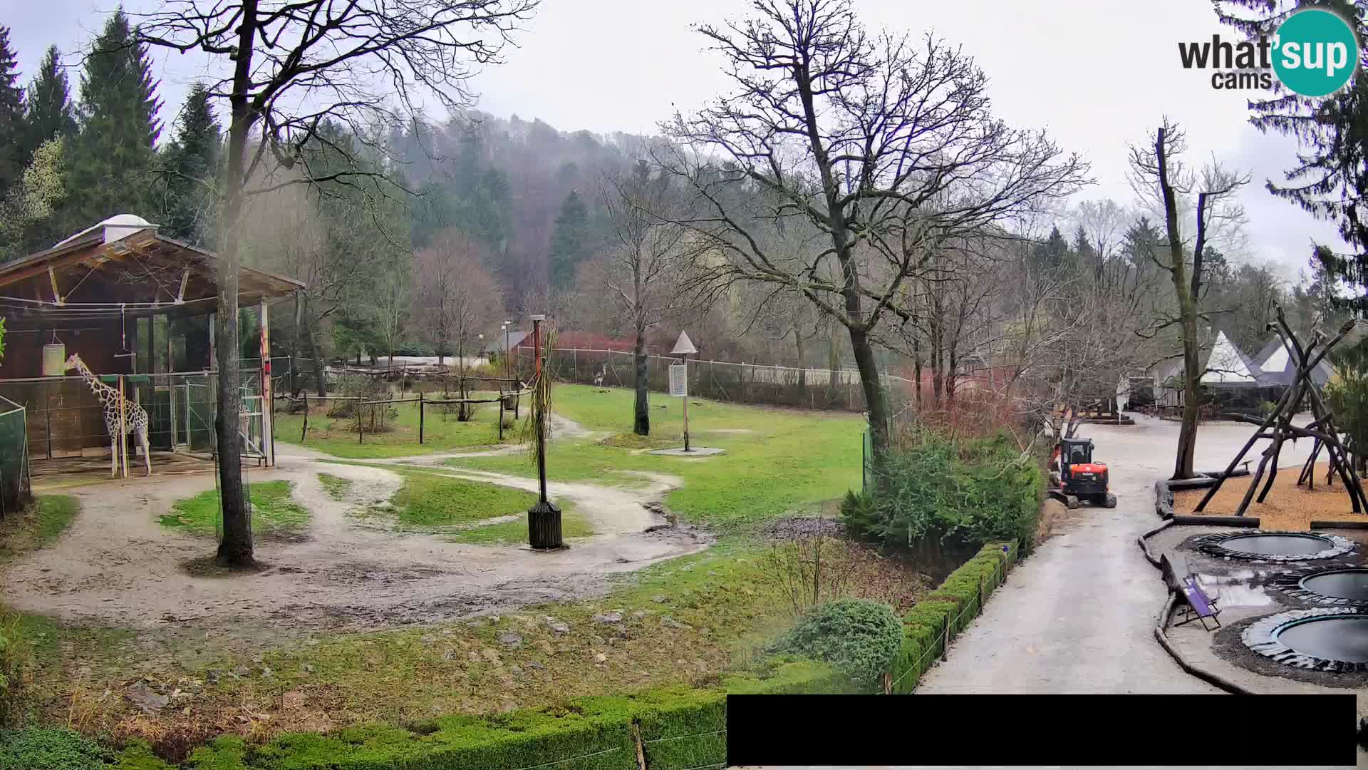 Webcam live Zoo Lubiana – Giraffe