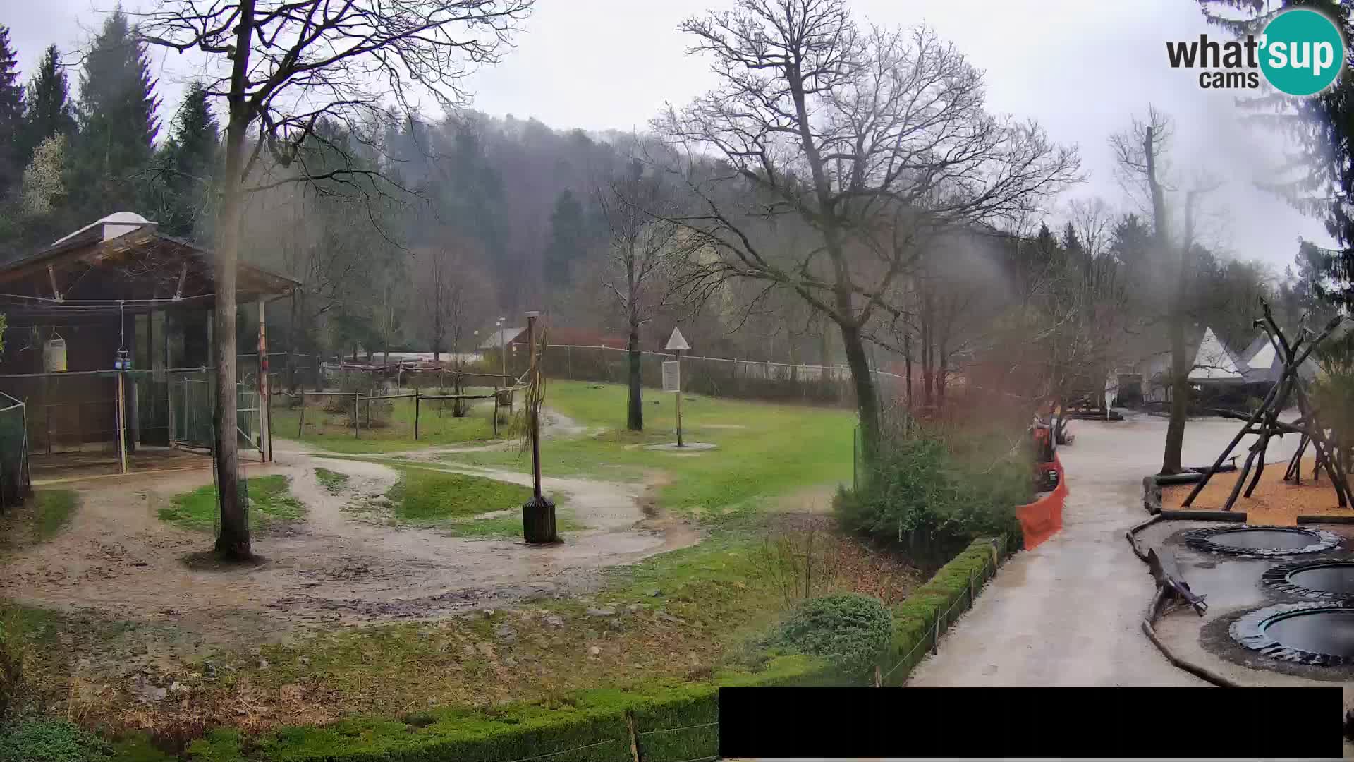 Webcam Zoo Ljubljana – Giraffen