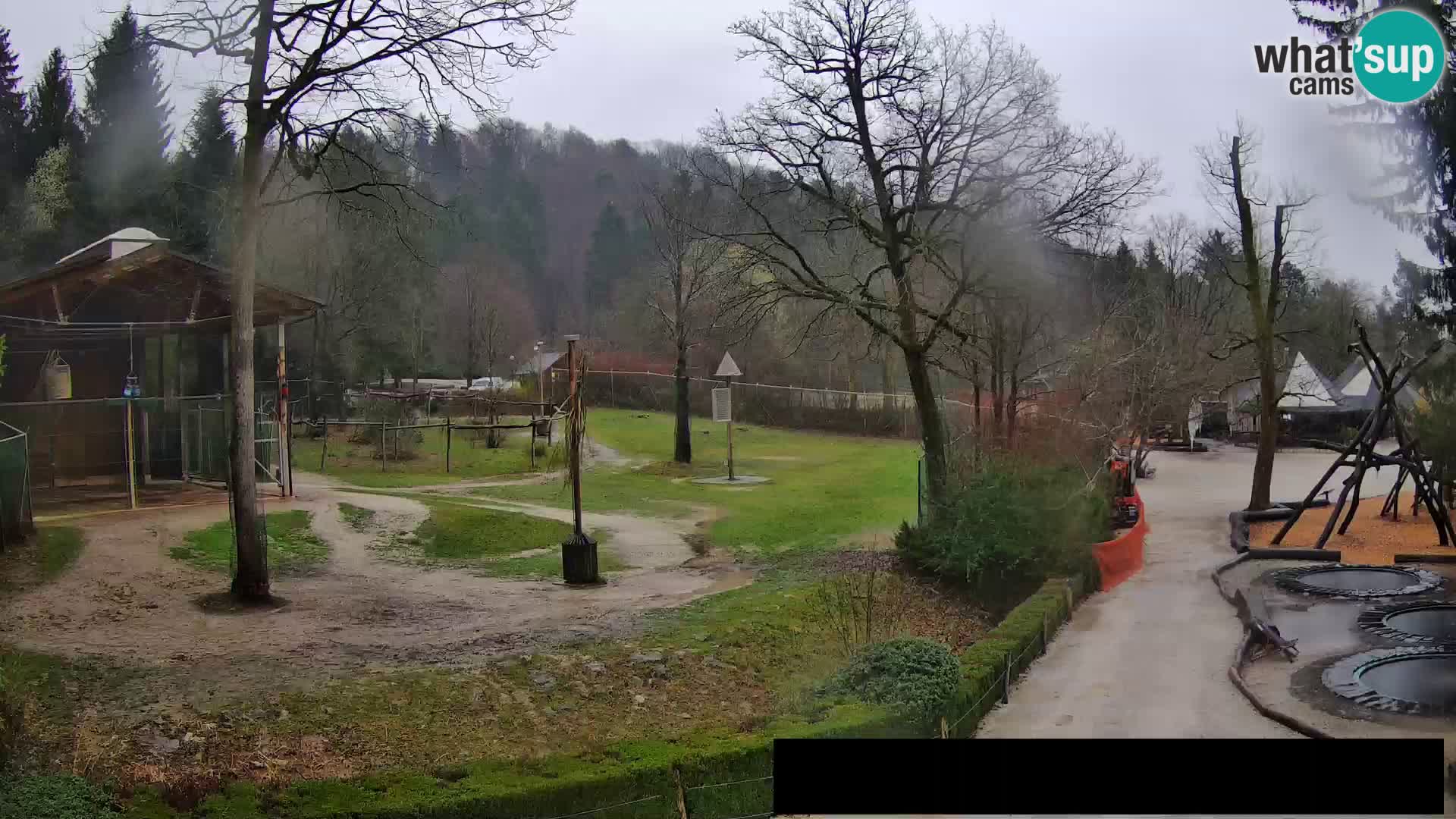 Webcam Zoo Ljubljana – Giraffen