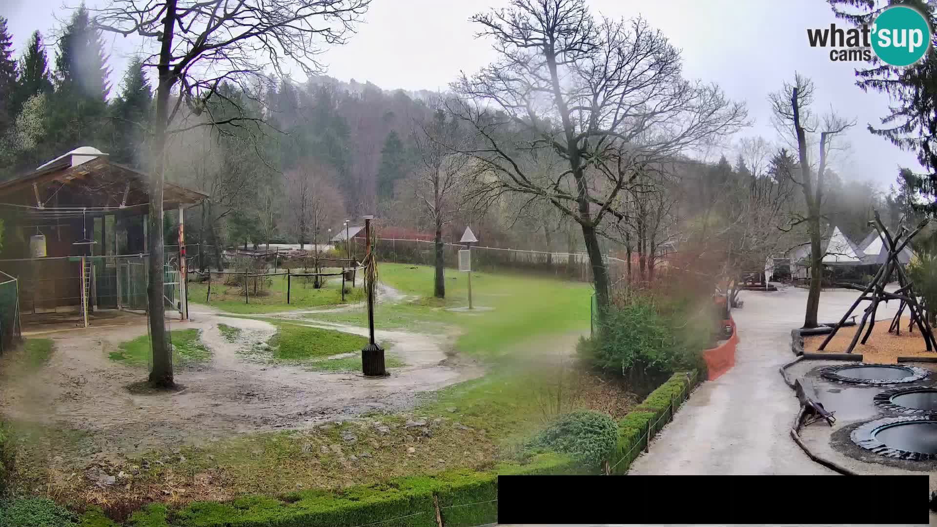 Webcam Zoo Ljubljana – Giraffen