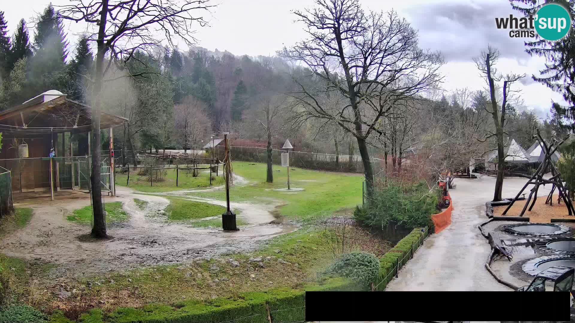 Webcam Zoo Ljubljana – Giraffes