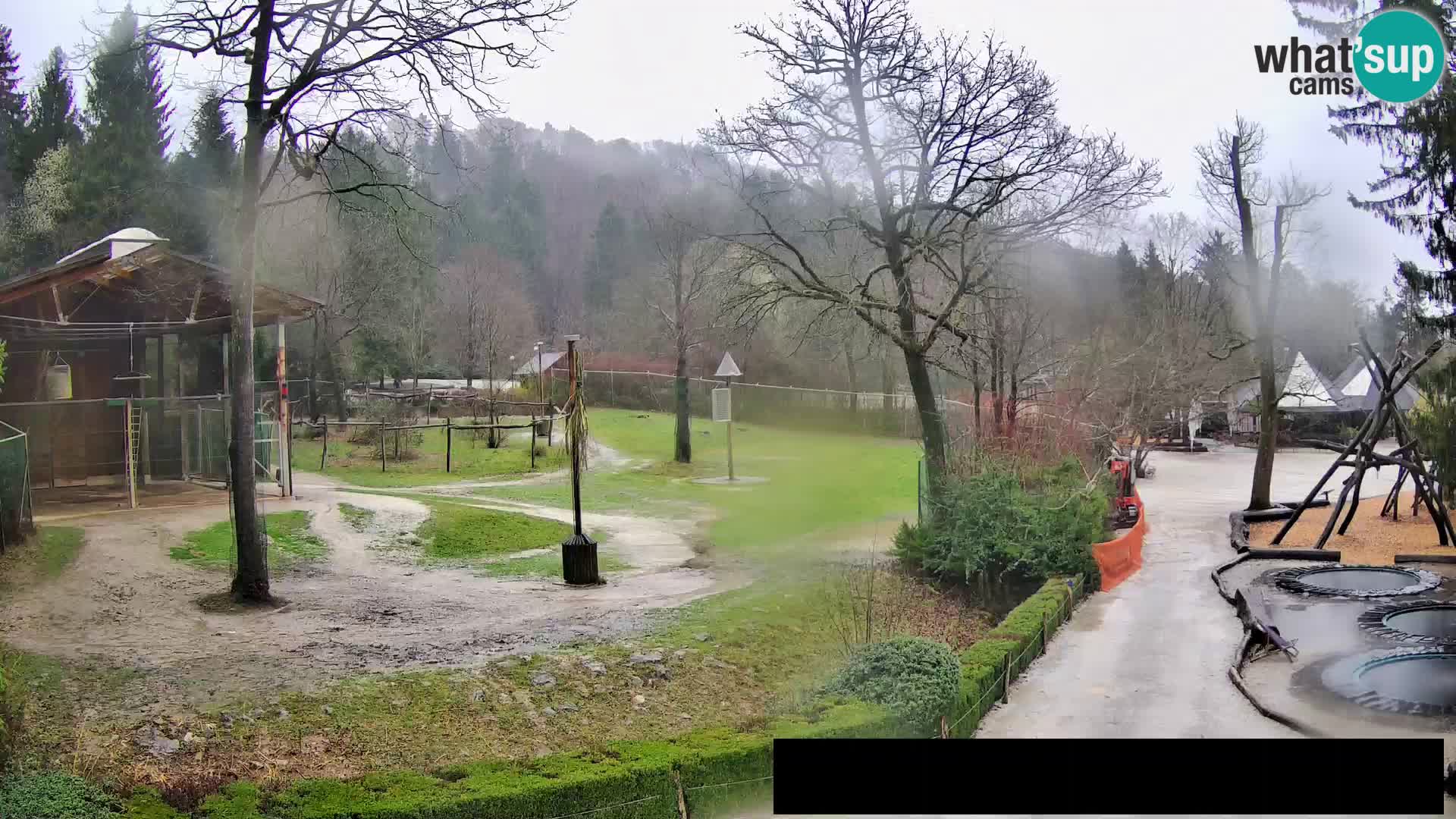 Webcam Zoo Ljubljana – Giraffes