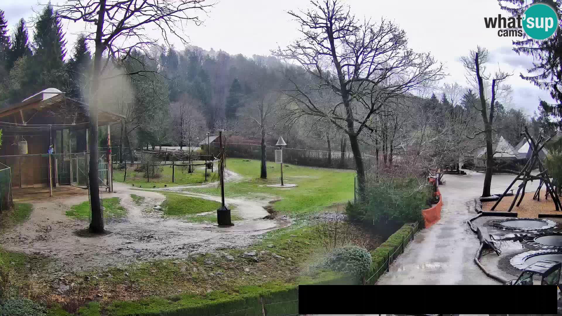 Webcam Zoo Ljubljana – Giraffes