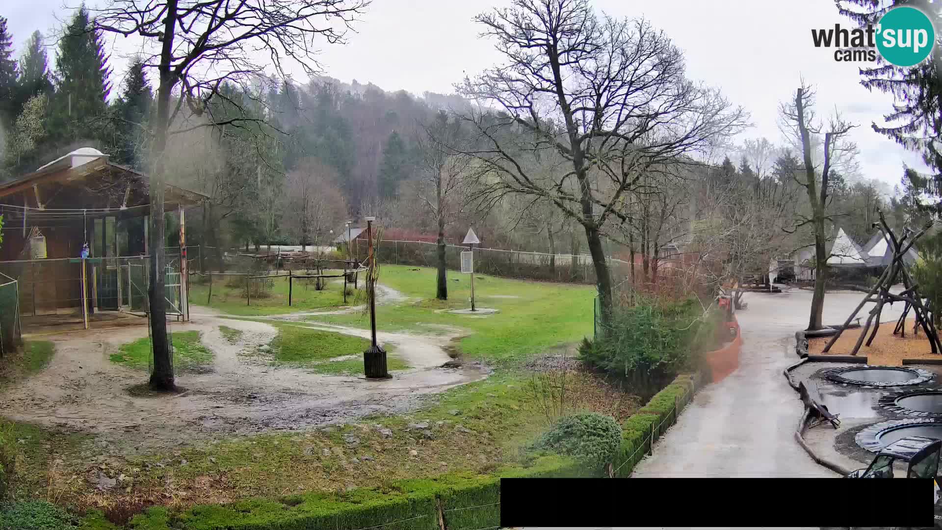 Webcam Zoo Ljubljana – Giraffes