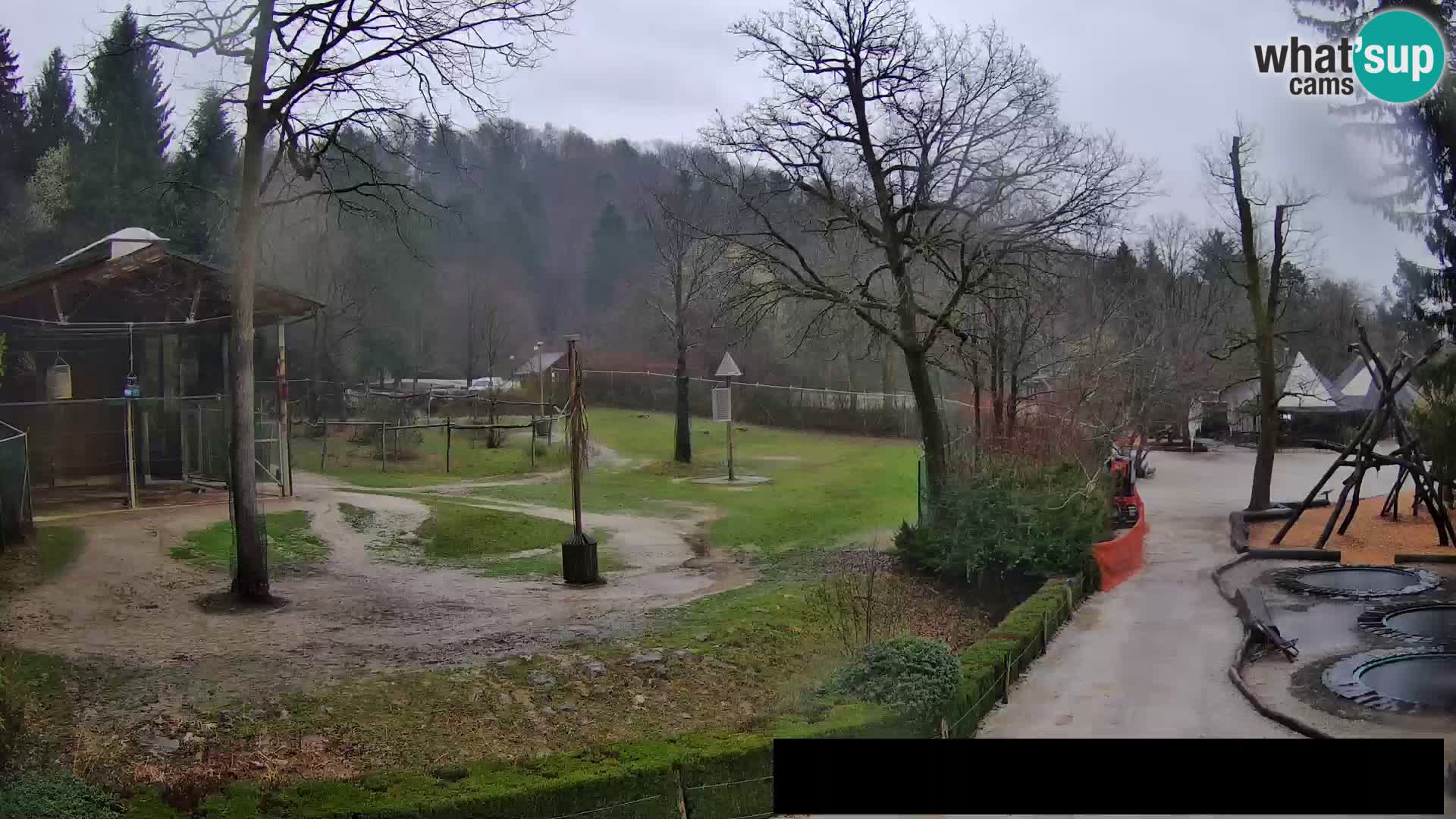 Webcam Zoo Ljubljana – Giraffes