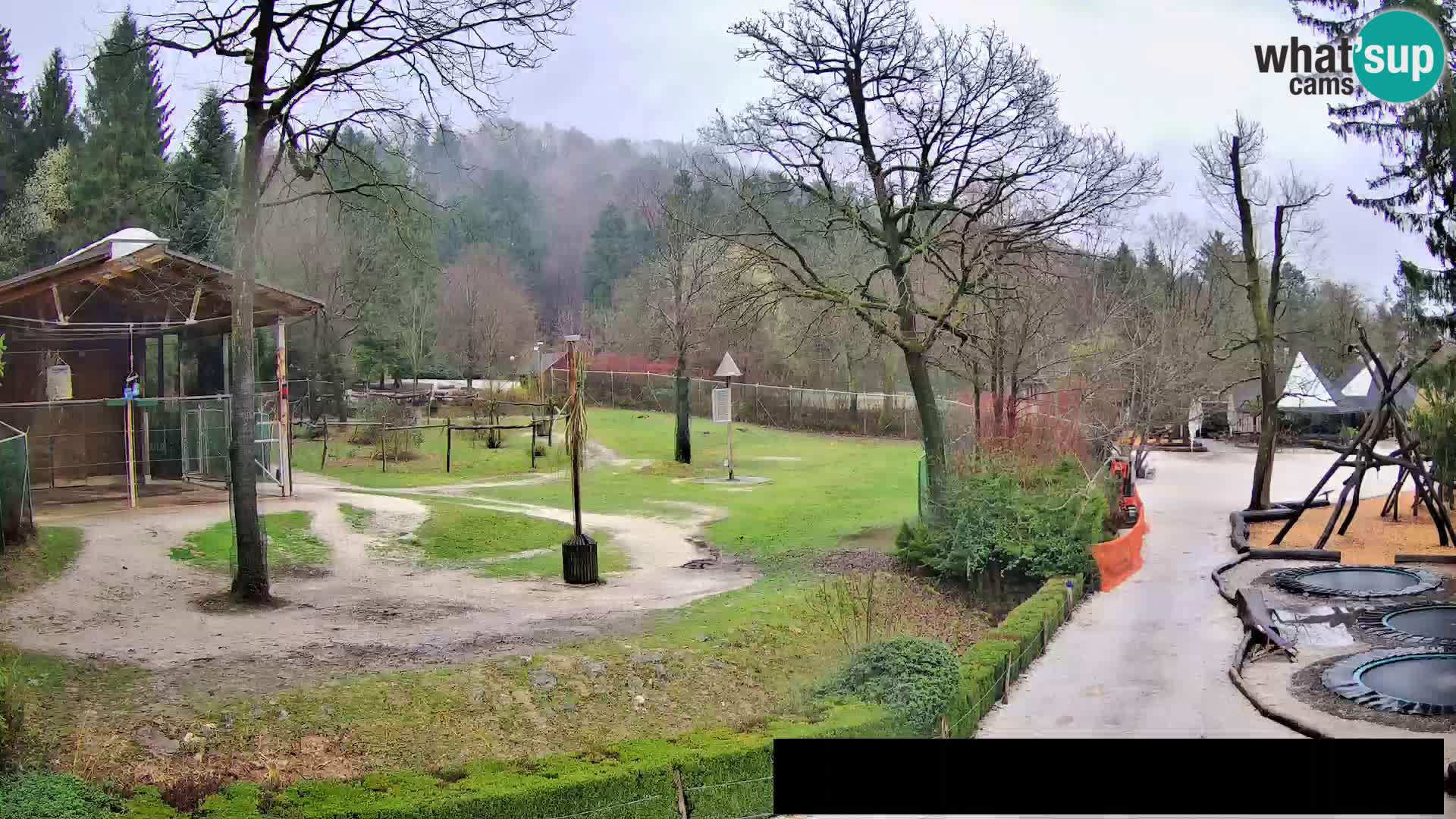 Webcam live Zoo Lubiana – Giraffe