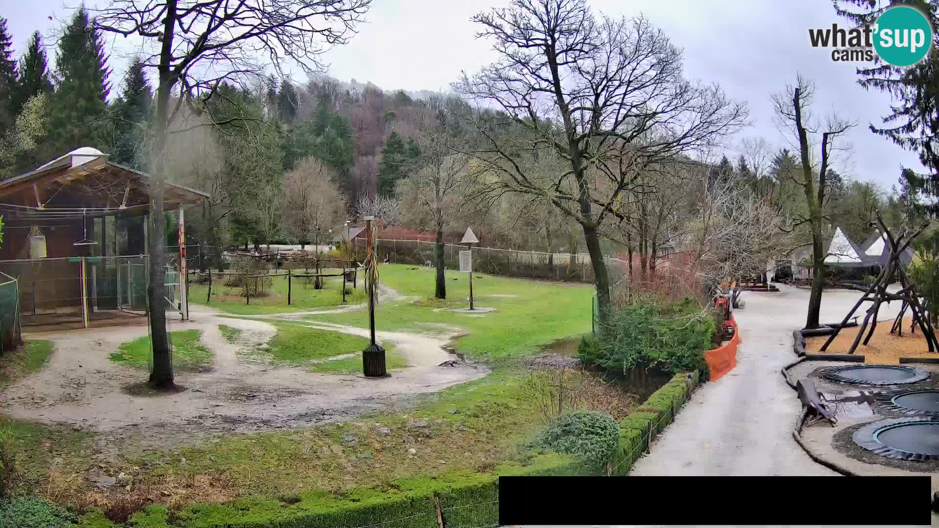 Webcam Zoo Ljubljana – Giraffes