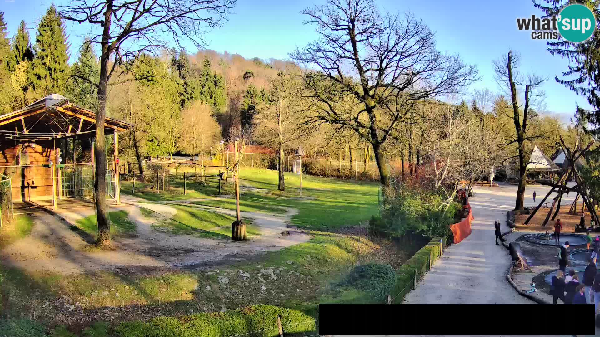 Webcam Zoo Ljubljana – Giraffes