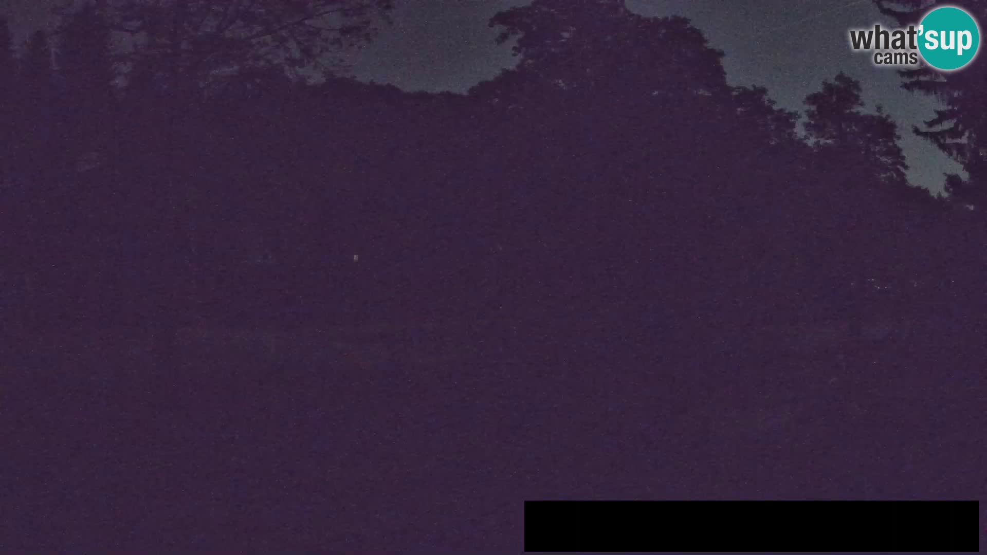 Webcam live Zoo Lubiana – Giraffe