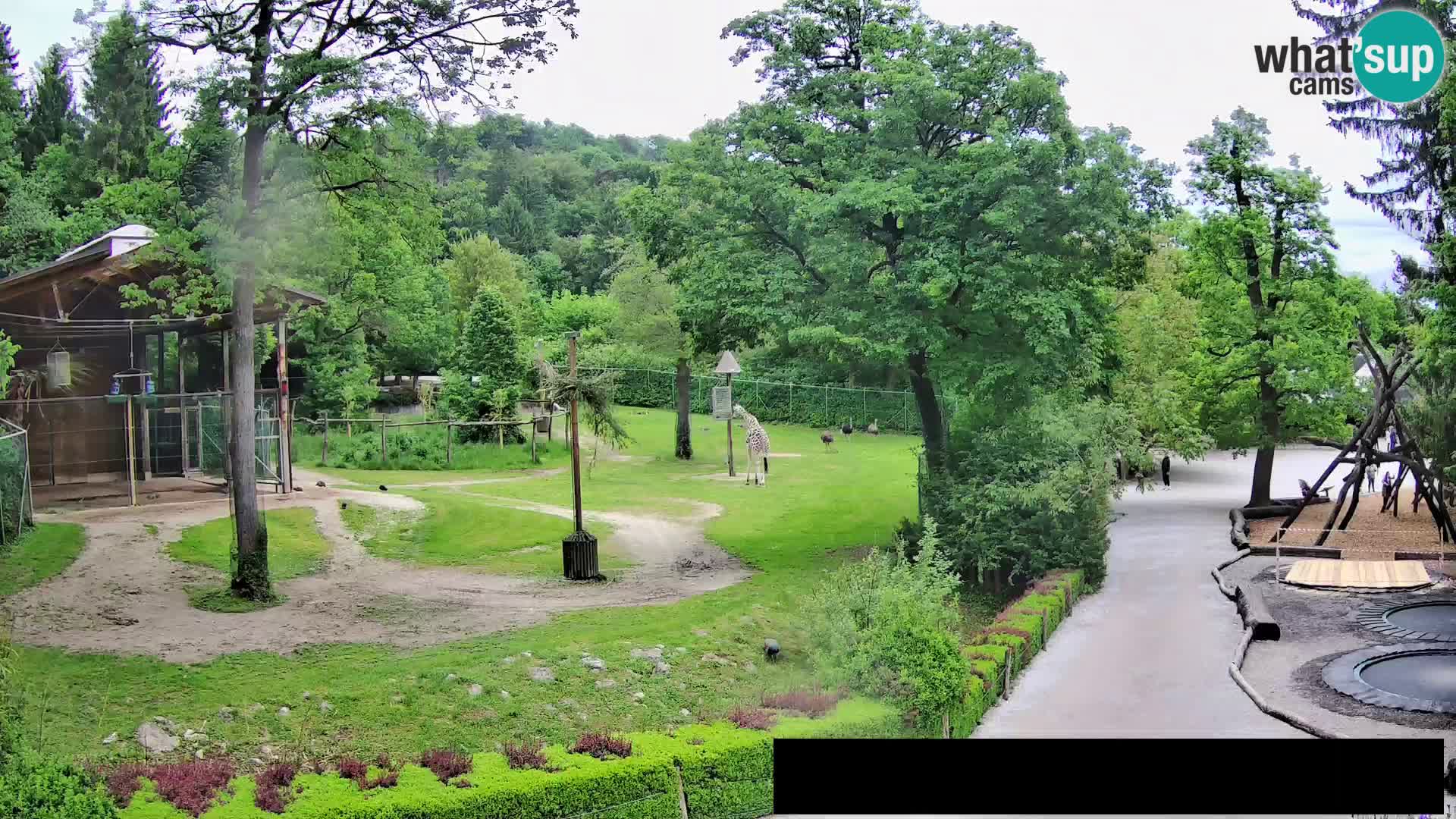 Webcam Zoo Ljubljana – Giraffen