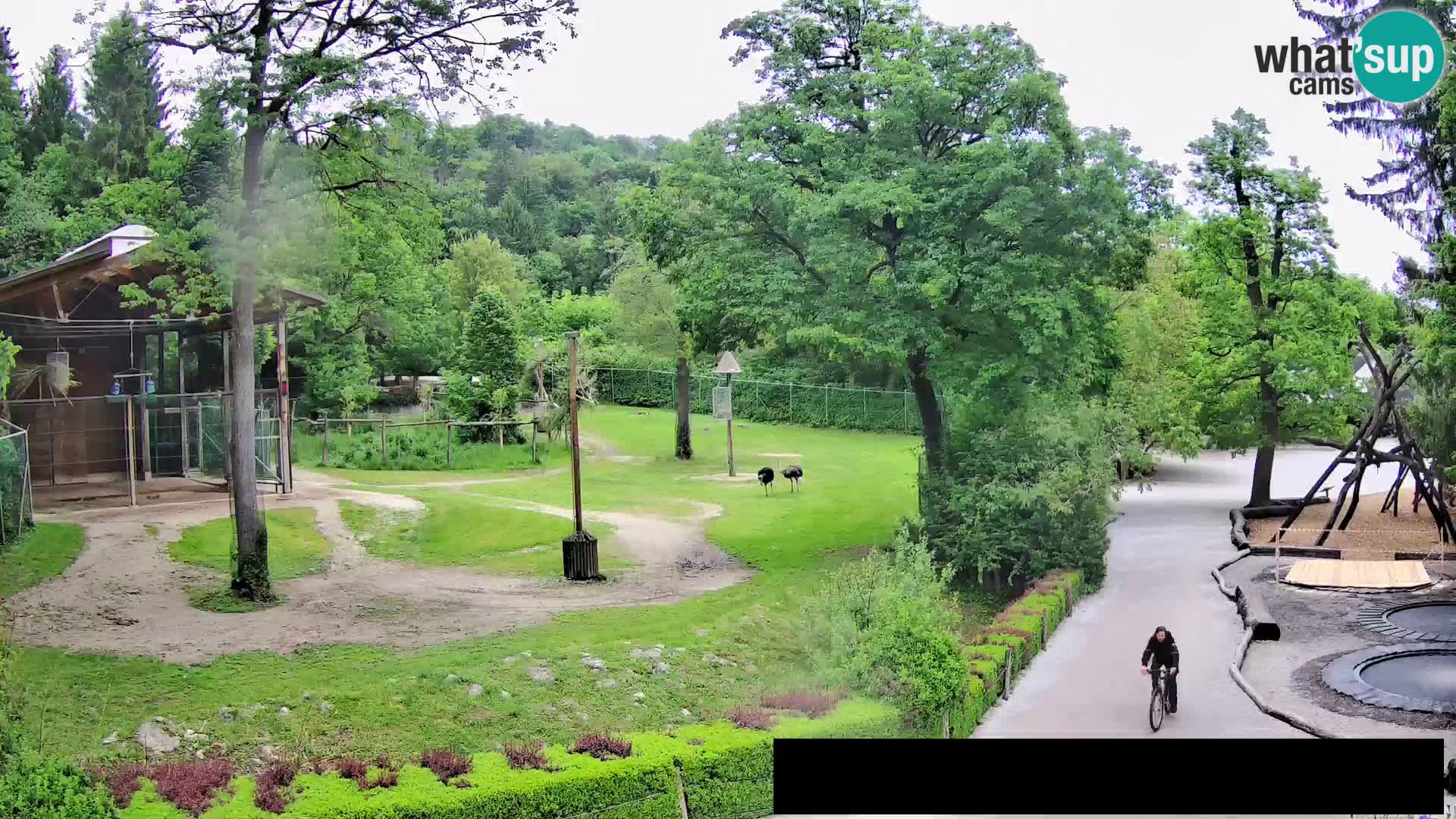 Webcam live Zoo Lubiana – Giraffe