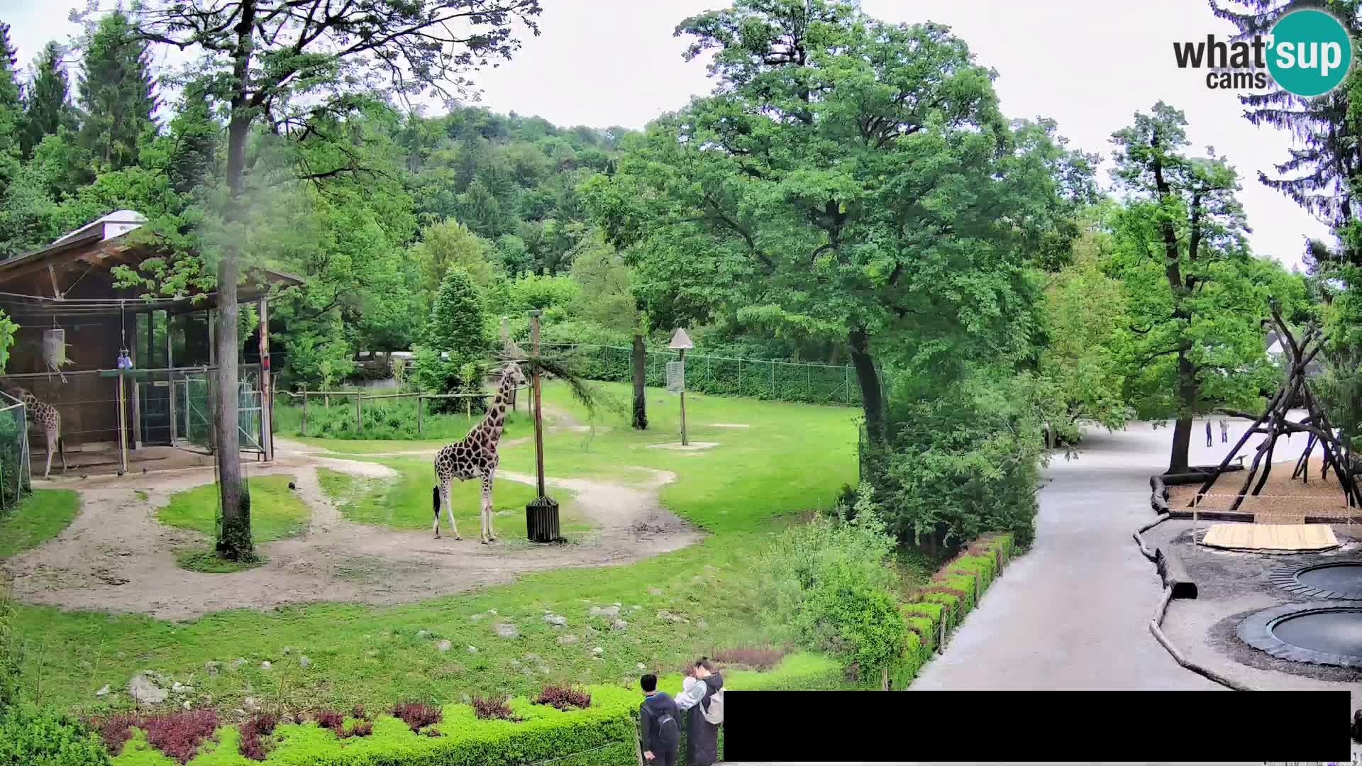 Webcam Zoo Ljubljana – Jirafas