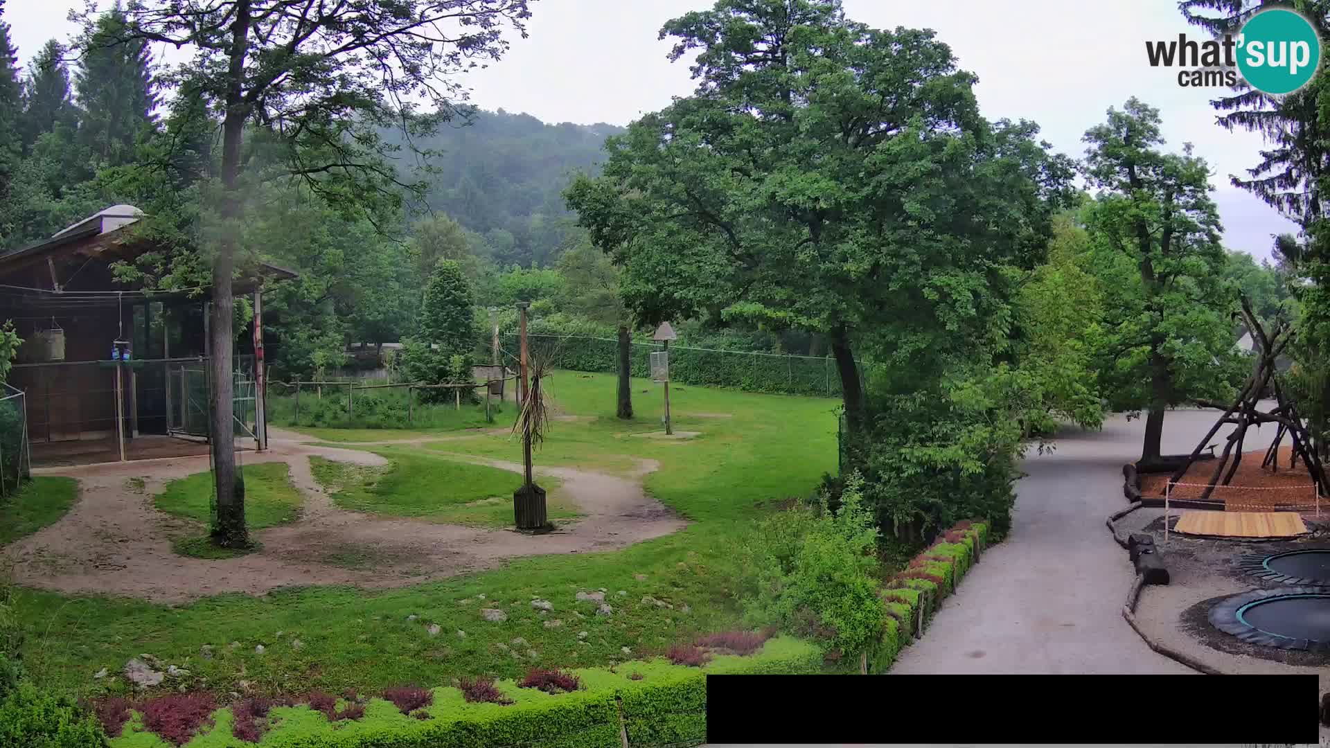 Webcam Zoo Ljubljana – Giraffes