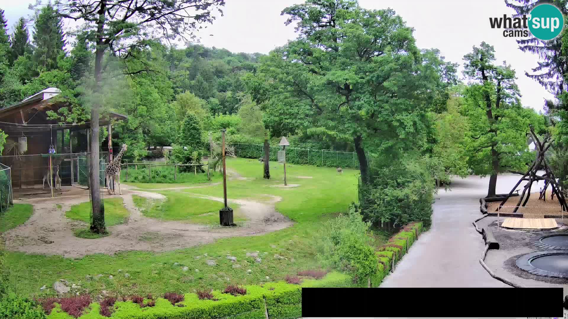 Web kamera Zoo Ljubljana – Žirafe