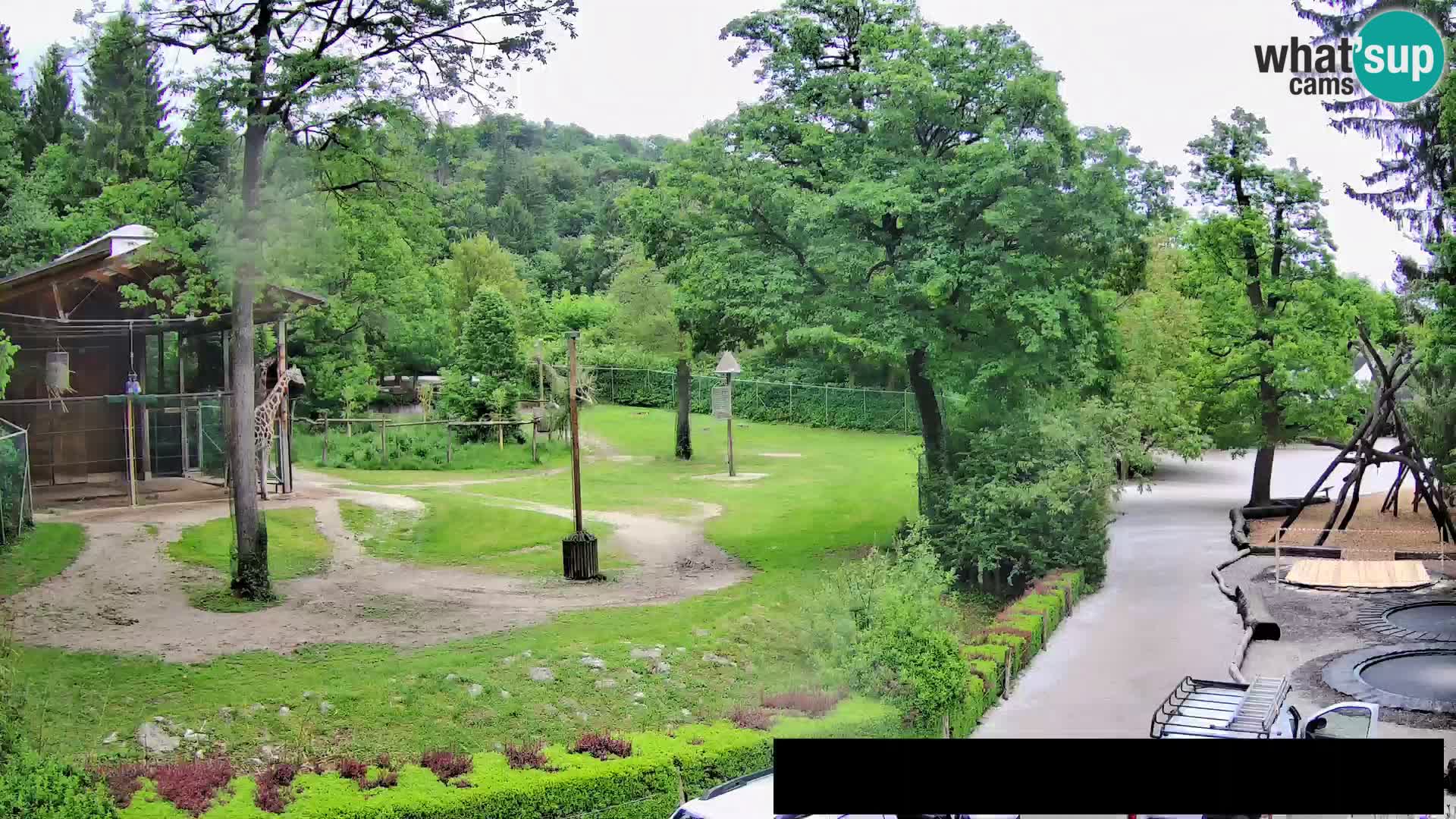 Webcam Zoo Ljubljana – Giraffes