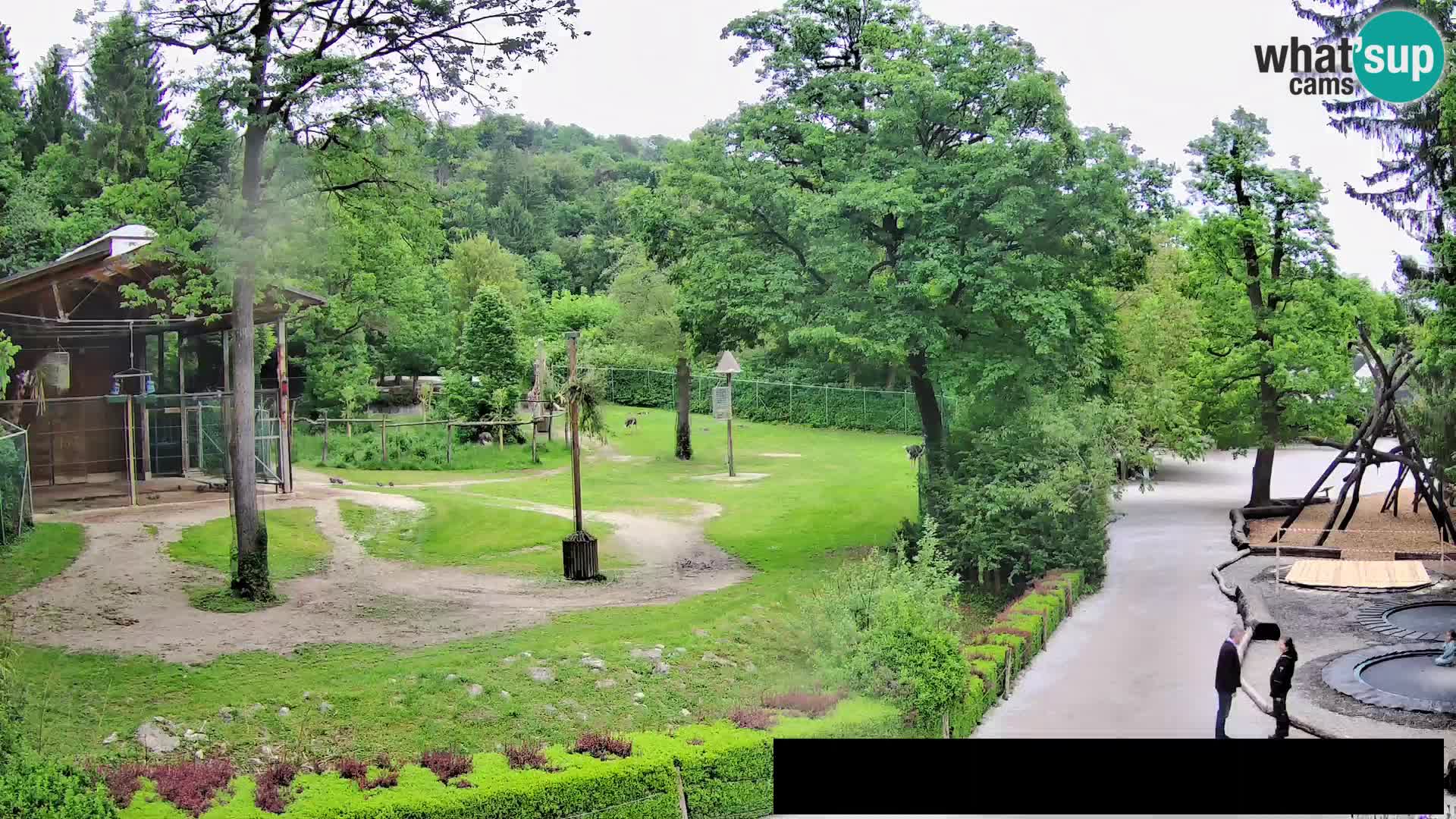 Web kamera Zoo Ljubljana – Žirafe