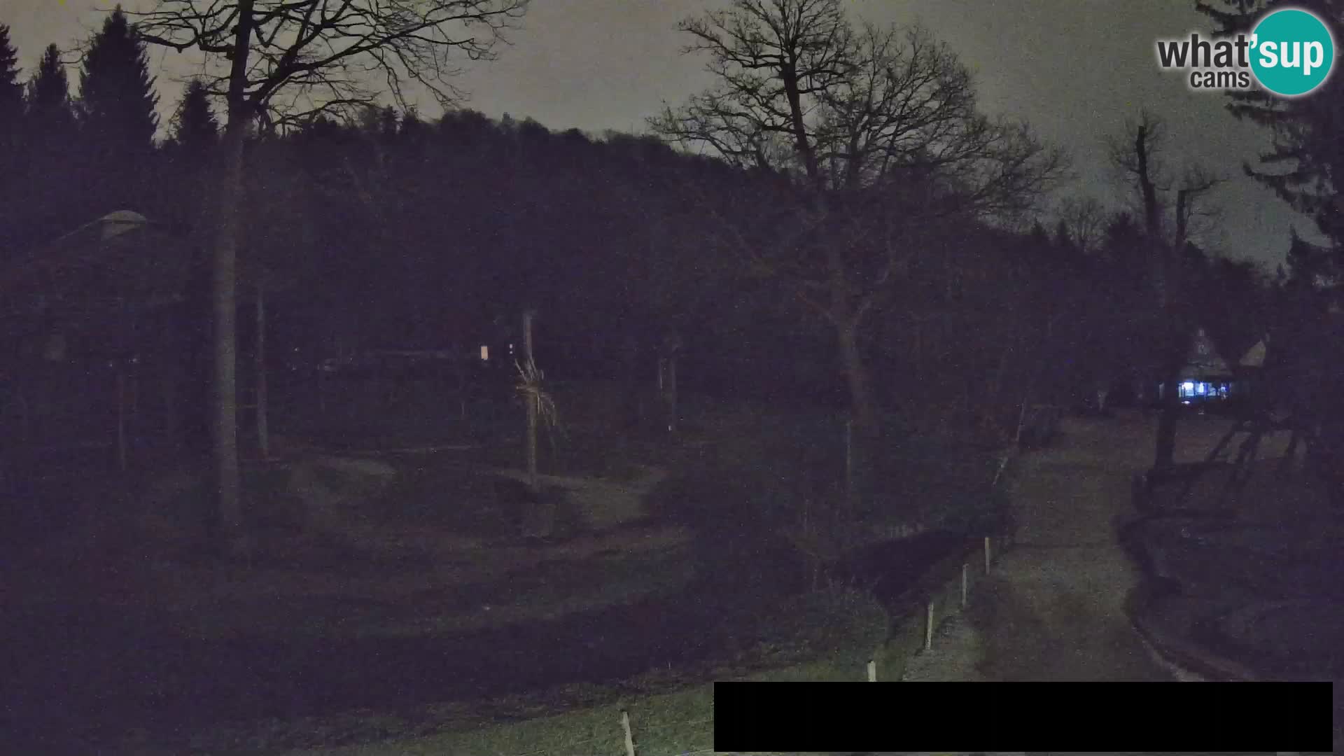 Webcam Zoo Ljubljana – Giraffes